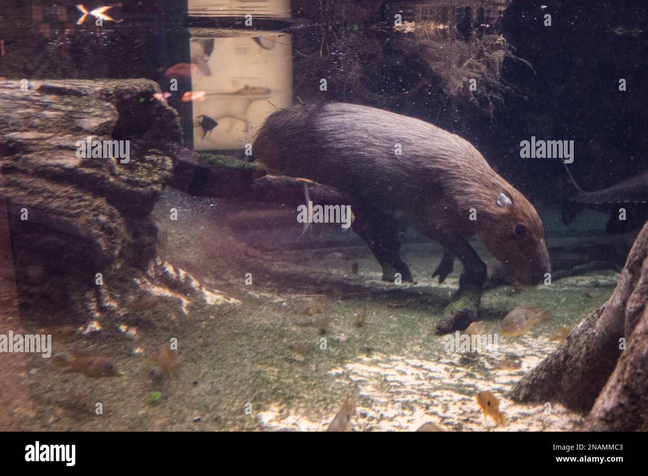 Capybara animal exotique rongeur nageant sous l'eau dans une forêt tropicale inondée Banque D'Images