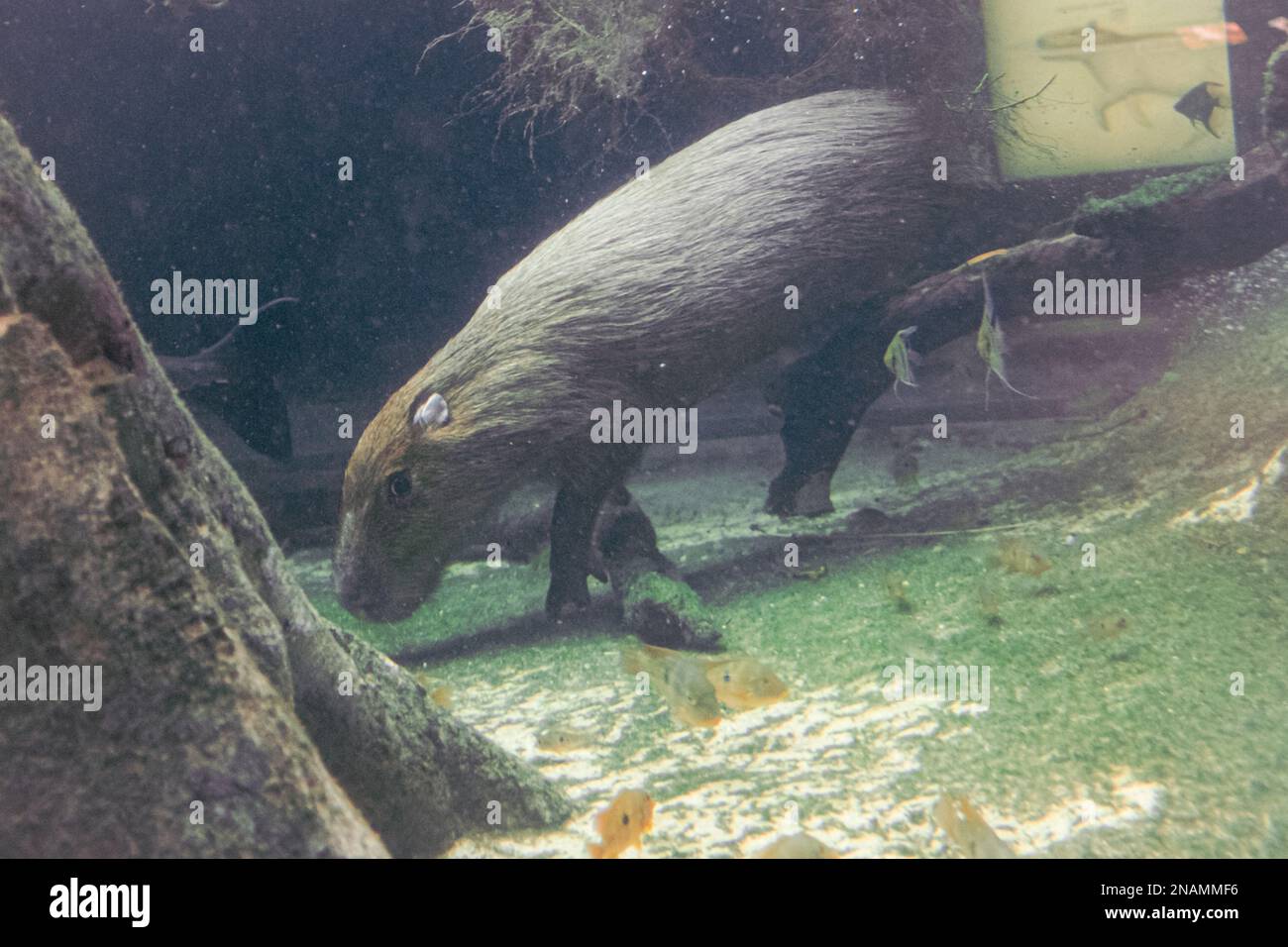 Capybara animal exotique rongeur nageant sous l'eau dans une forêt tropicale inondée Banque D'Images