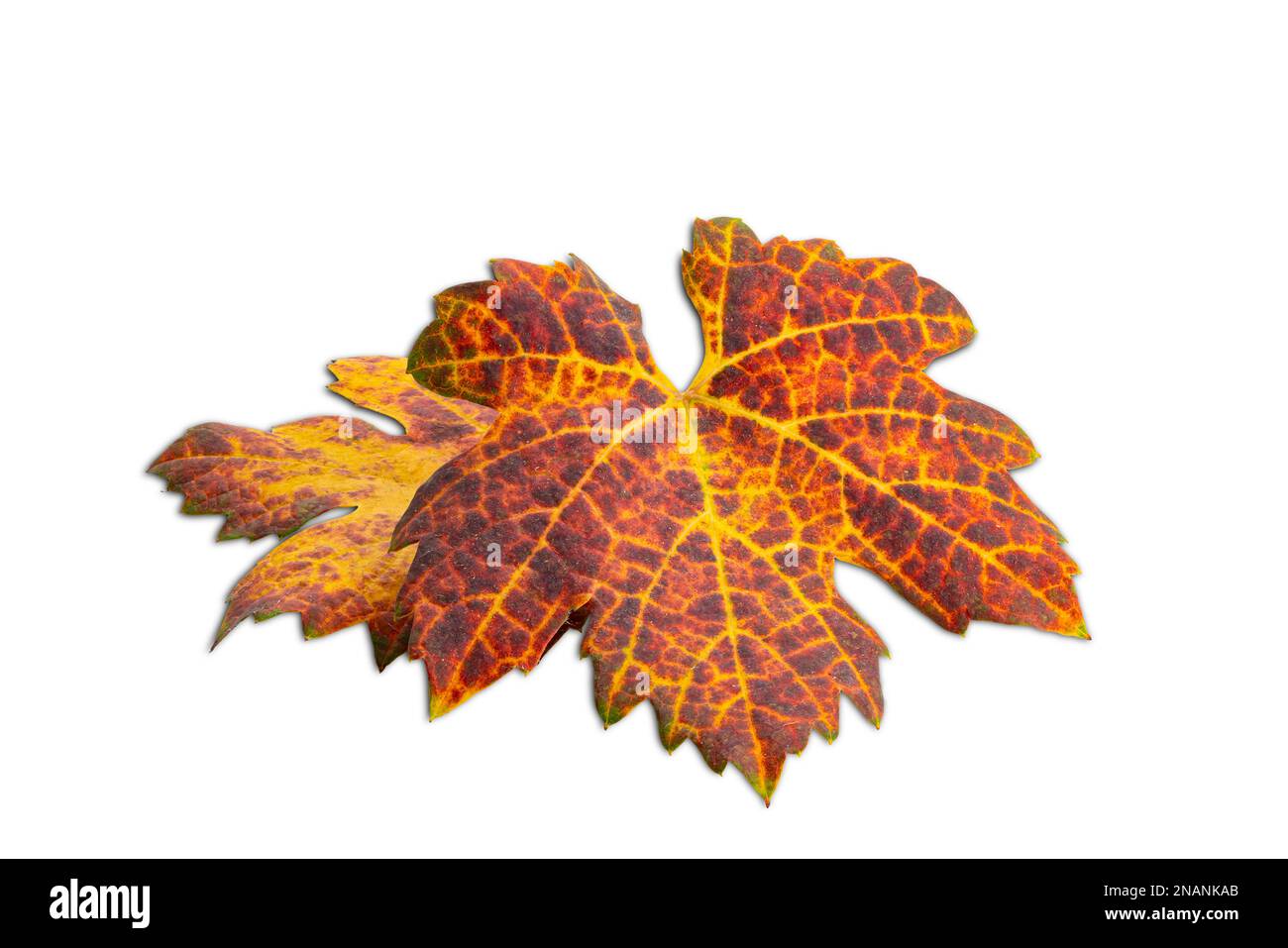 Vue en grand angle des feuilles de raisin sec colorées isolées sur fond blanc avec passe-cheveux. Le travailleur doit récolter les raisins lorsque les feuilles se tournaient Banque D'Images