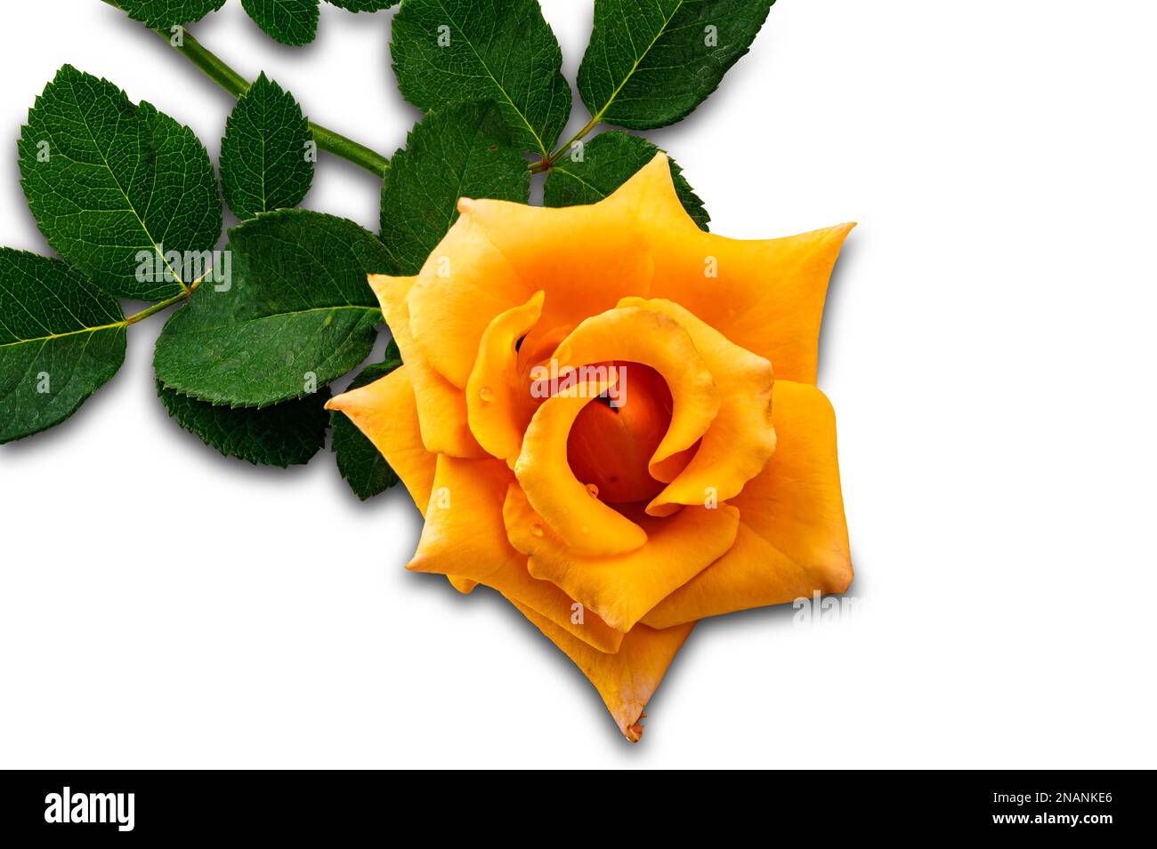 Vue latérale unique rose jaune en fleurs avec des feuilles isolées sur fond blanc avec un masque. Banque D'Images