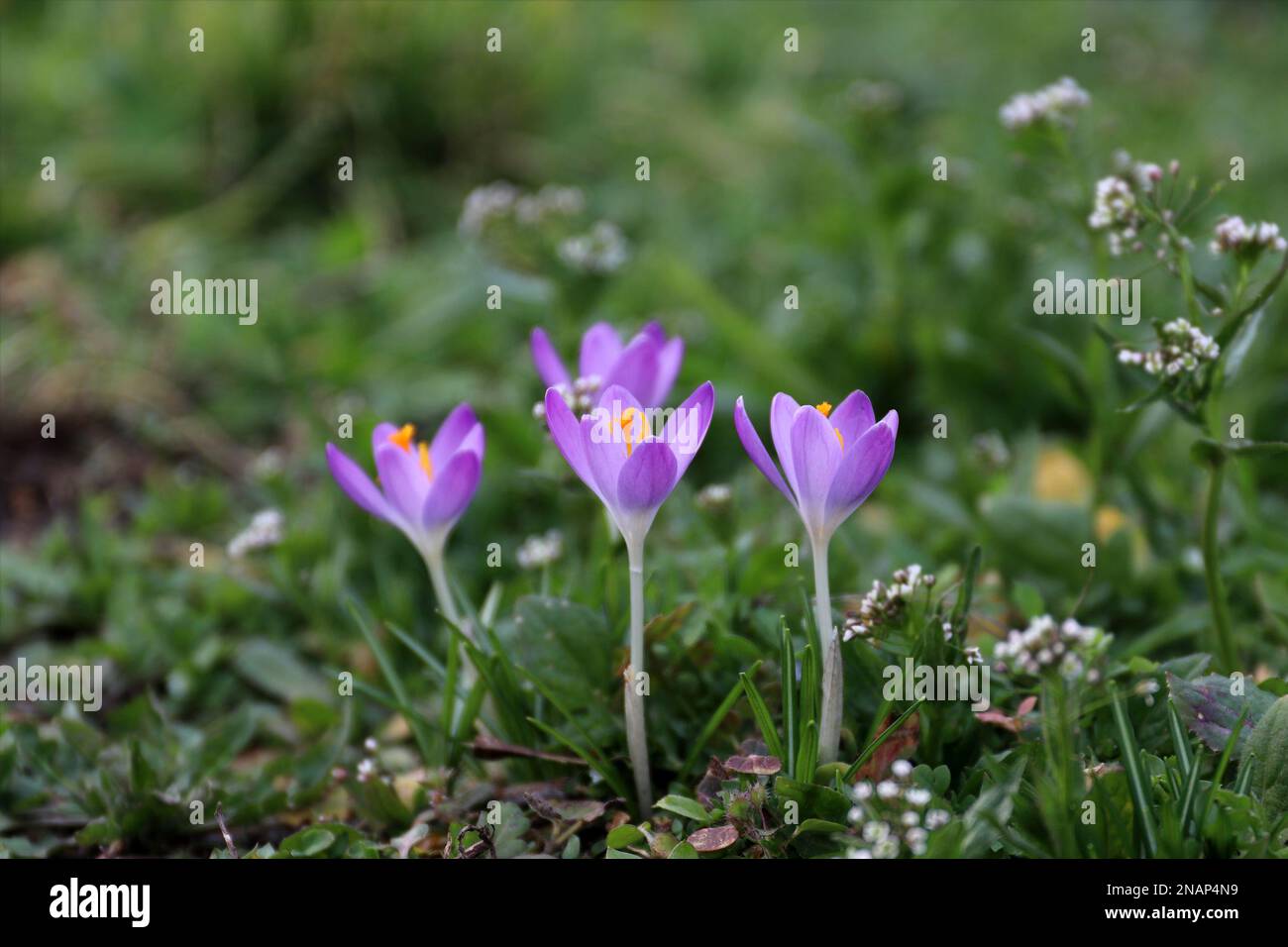 Crocus pourpre en fleur. Fleurs du printemps. Sur fond d'herbe verte. Espace libre pour le texte. Pour la conception de l'emballage des semences ou des ampoules. Banque D'Images