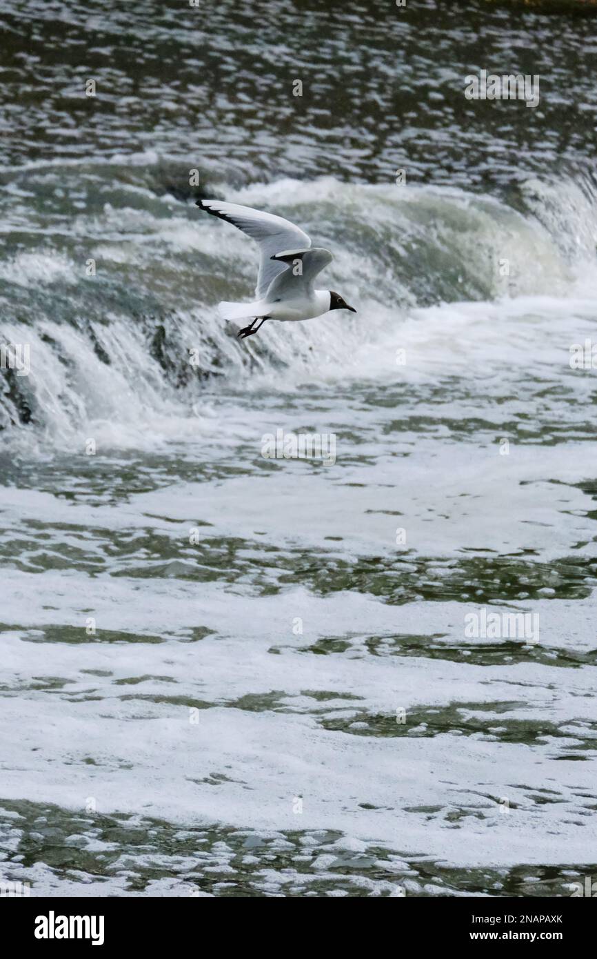 Un mouette volant au-dessus d'une cascade. Photo de haute qualité Banque D'Images