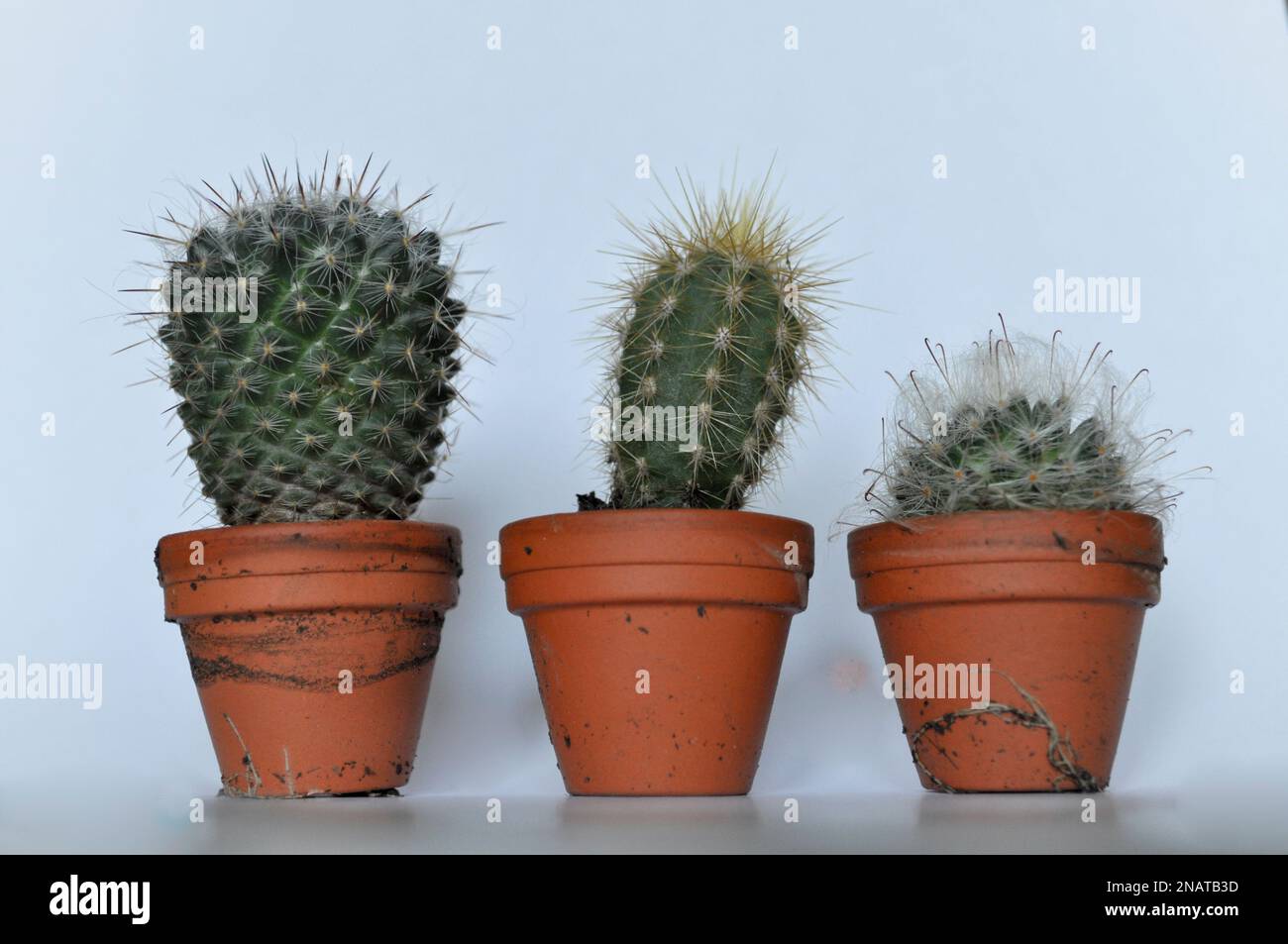 Un trio de cactus miniatures cultivés en pots de terre cuite individuels sur fond blanc avec espace de copie Banque D'Images