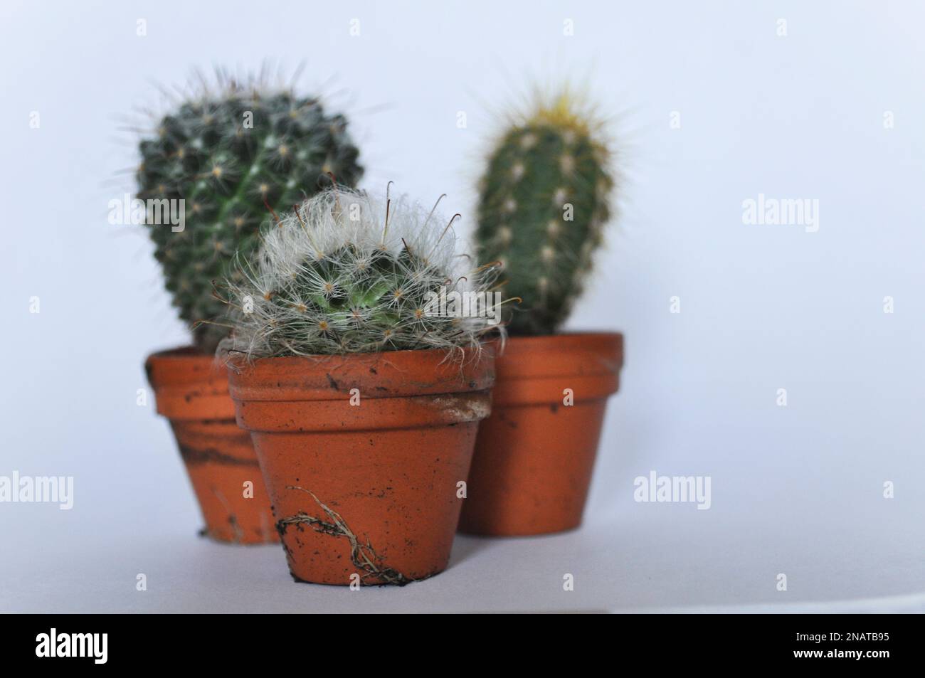 Un trio de cactus miniatures cultivés en pots de terre cuite individuels sur fond blanc avec espace de copie Banque D'Images