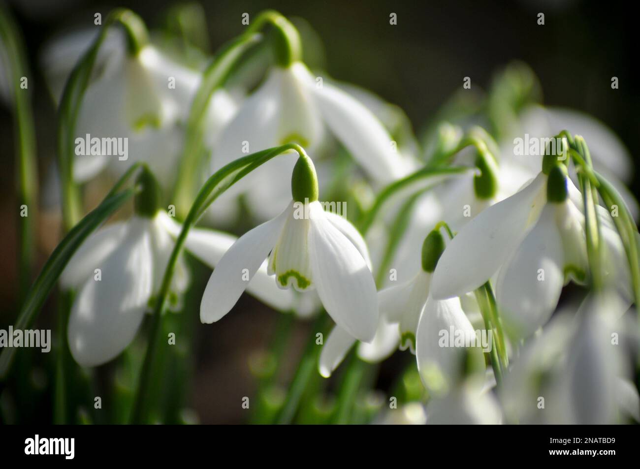 Common Snowdrops (Galanthus nivalis) dans le Woodland Walk à Burton Agnes Hall, East Yorkshire, Royaume-Uni - février Banque D'Images