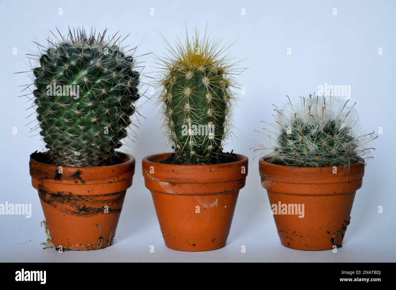 Un trio de cactus miniatures cultivés en pots de terre cuite individuels sur fond blanc avec espace de copie Banque D'Images
