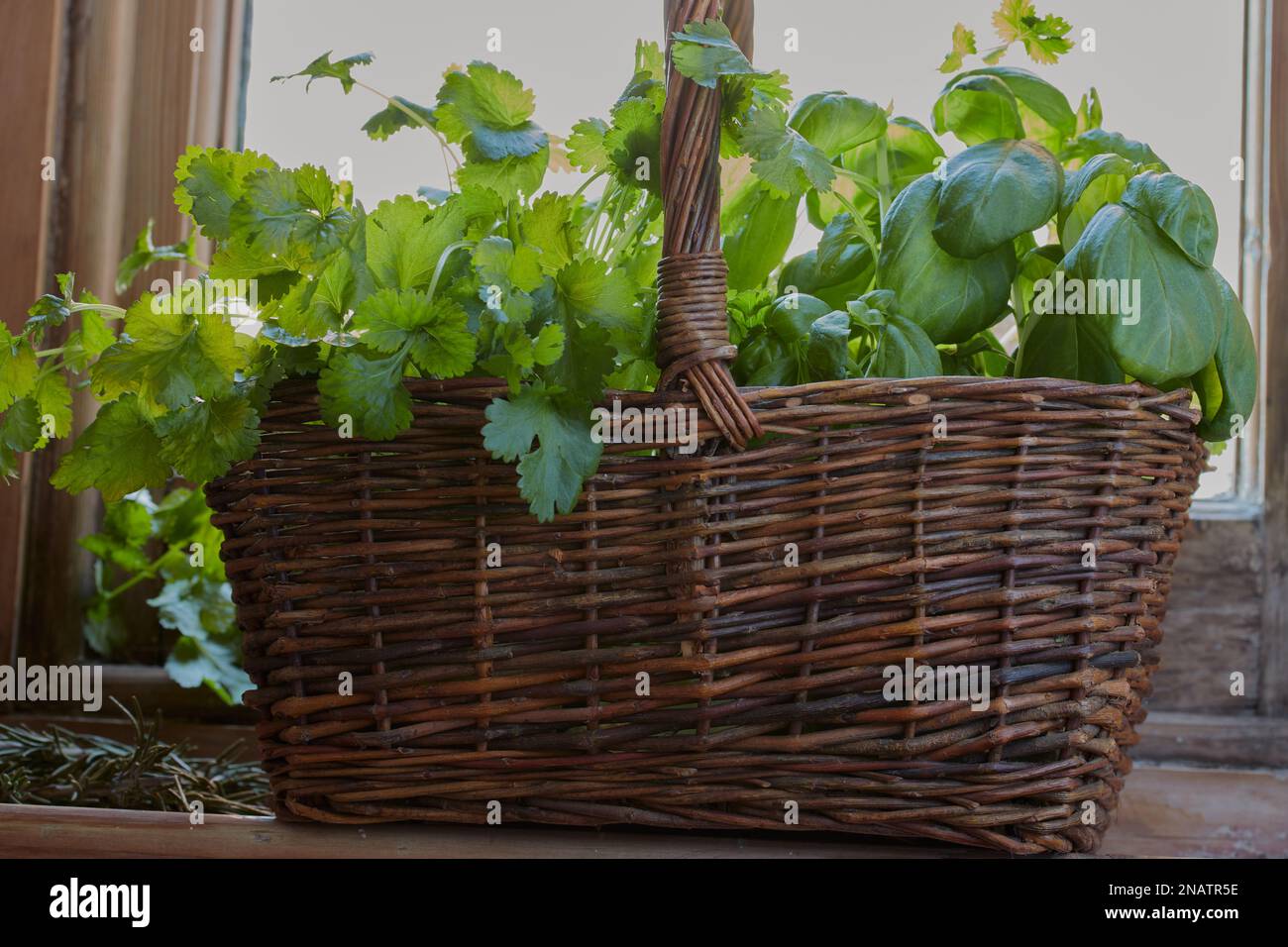 Plantes d'herbes mélangées dans un panier de fenêtre avec la lumière du soleil qui les shinning. Banque D'Images