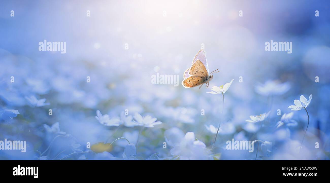 Belle nature de la forêt de printemps avec une prairie à fleurs par une journée ensoleillée. Fleurs printanières Primroses et papillons Banque D'Images