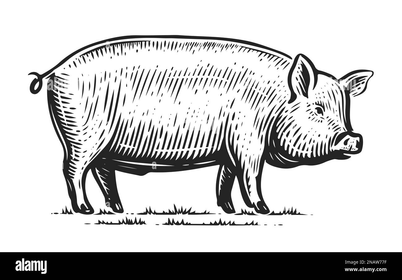 Esquisse isolée PIG. Illustration d'un animal de ferme. Porcelet dessiné à la main debout Banque D'Images