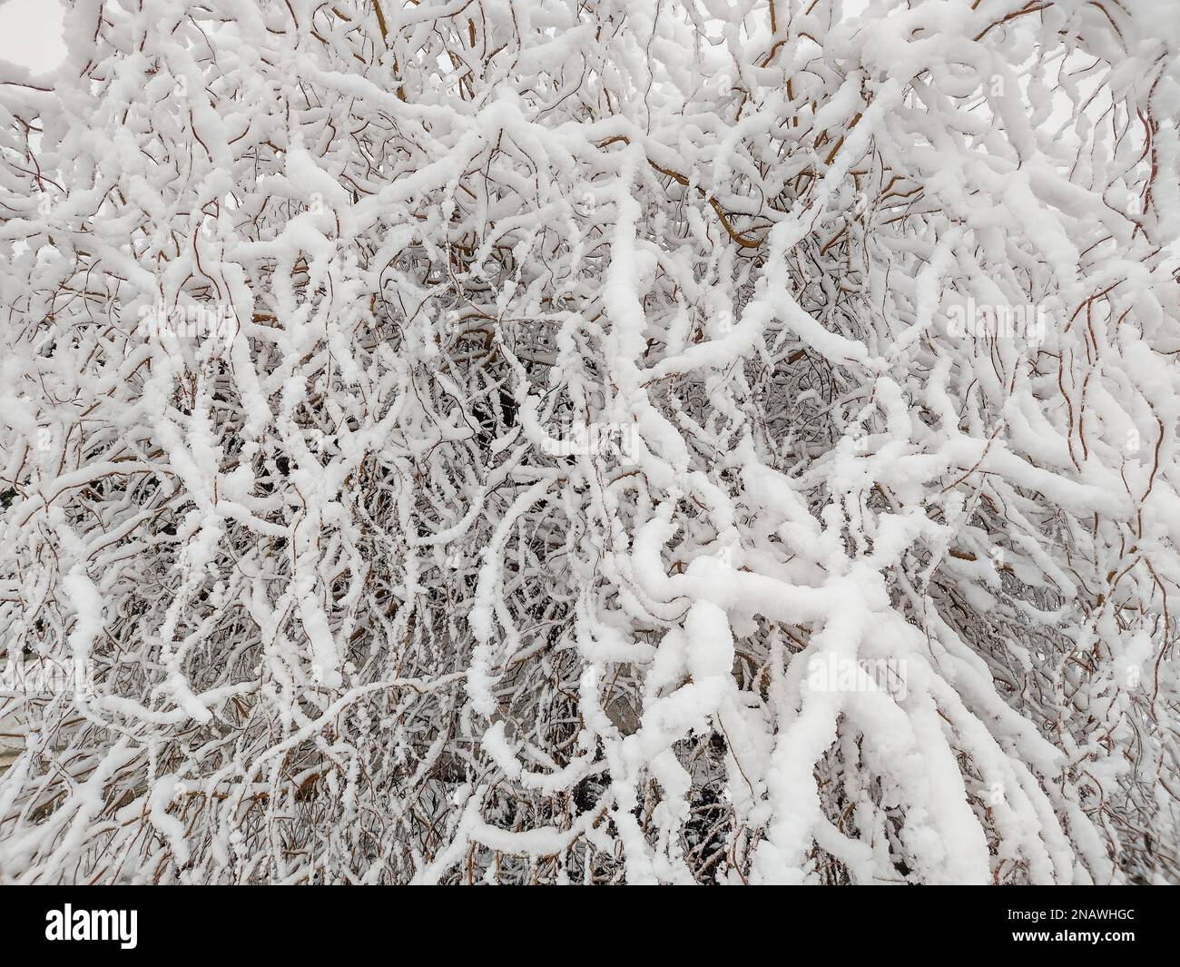 Grande neige sur les branches d'un saule Banque D'Images