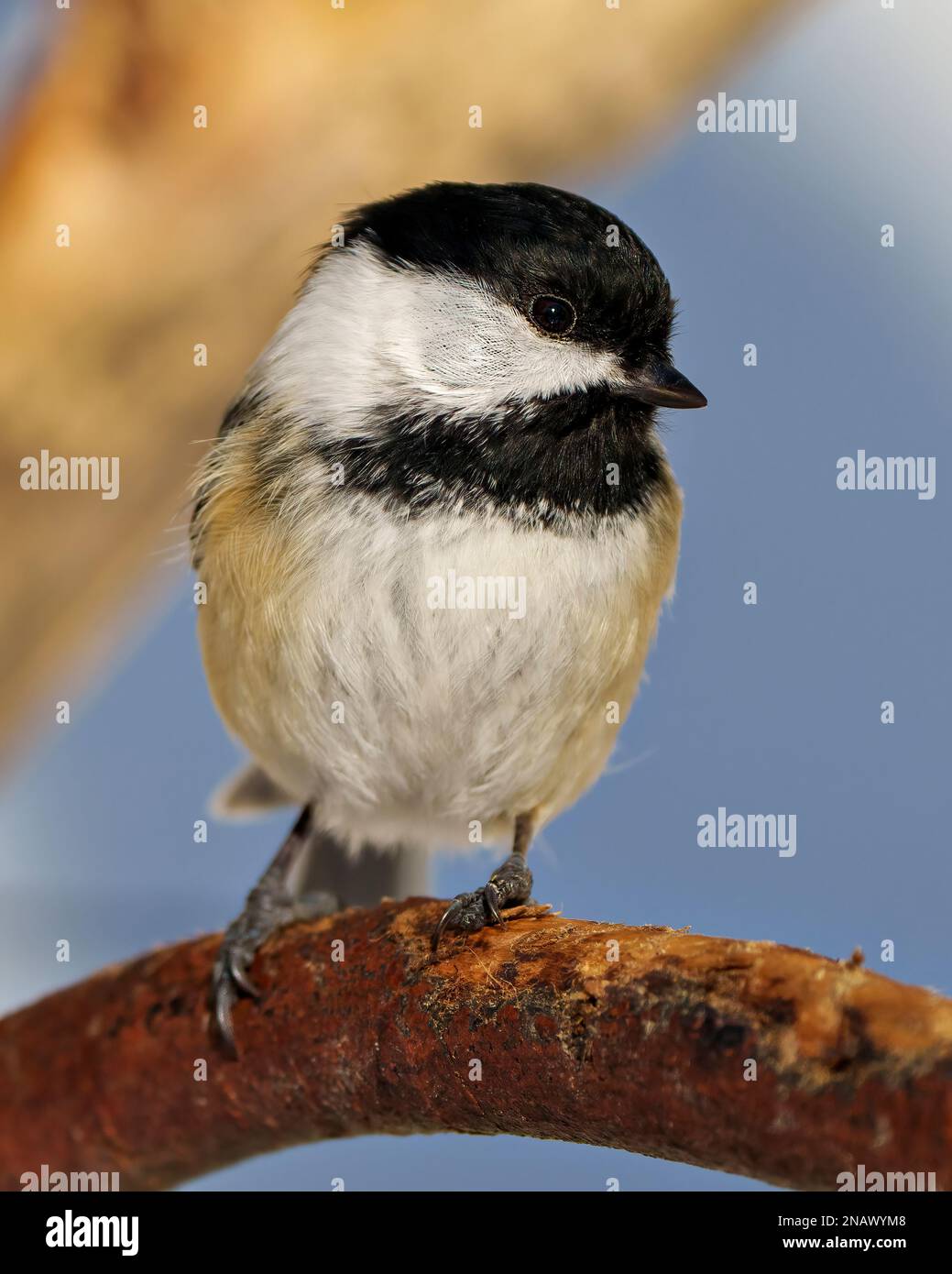 Vue rapprochée du Chickadee perché sur une branche avec un arrière-plan de forêt flou dans son habitat et son environnement avec plumage de plumes, Banque D'Images