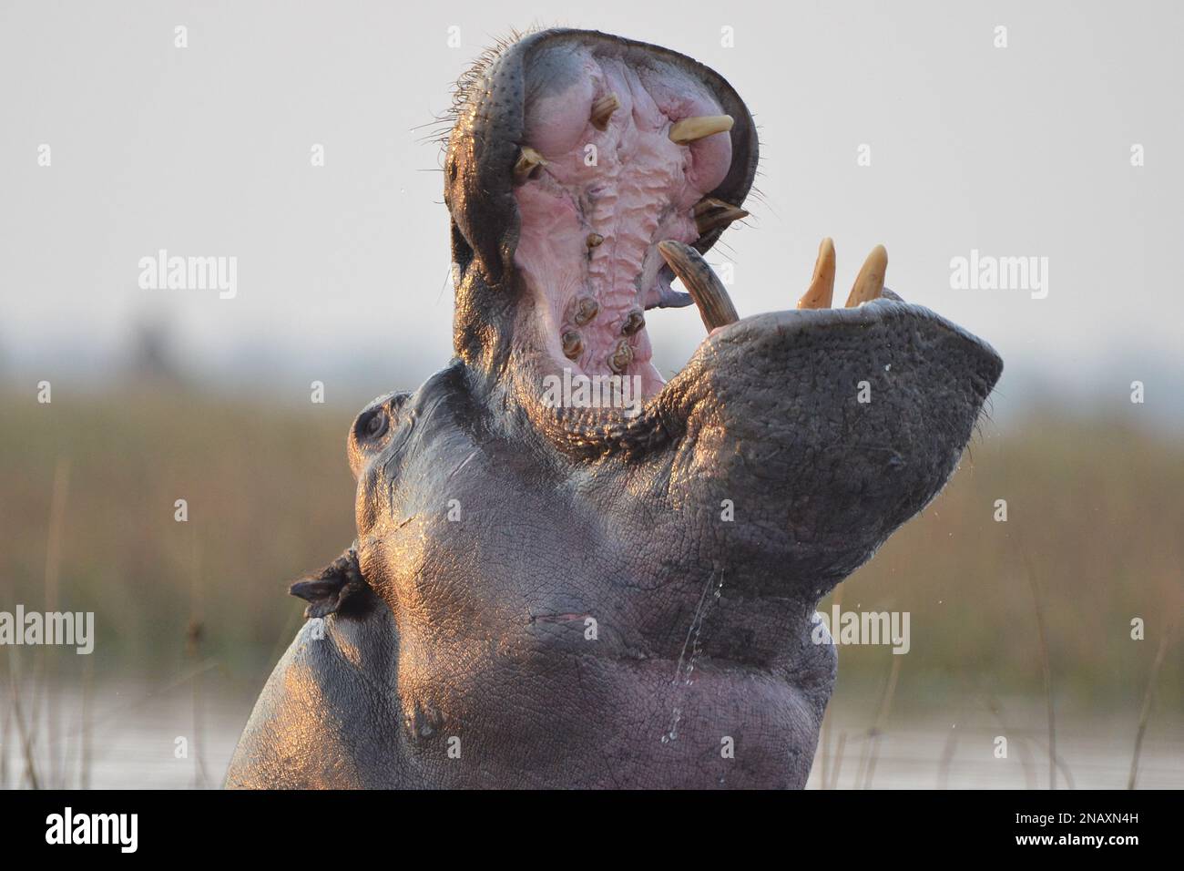 Hippopotamus bâillant dans le delta de l'Okavango Banque D'Images