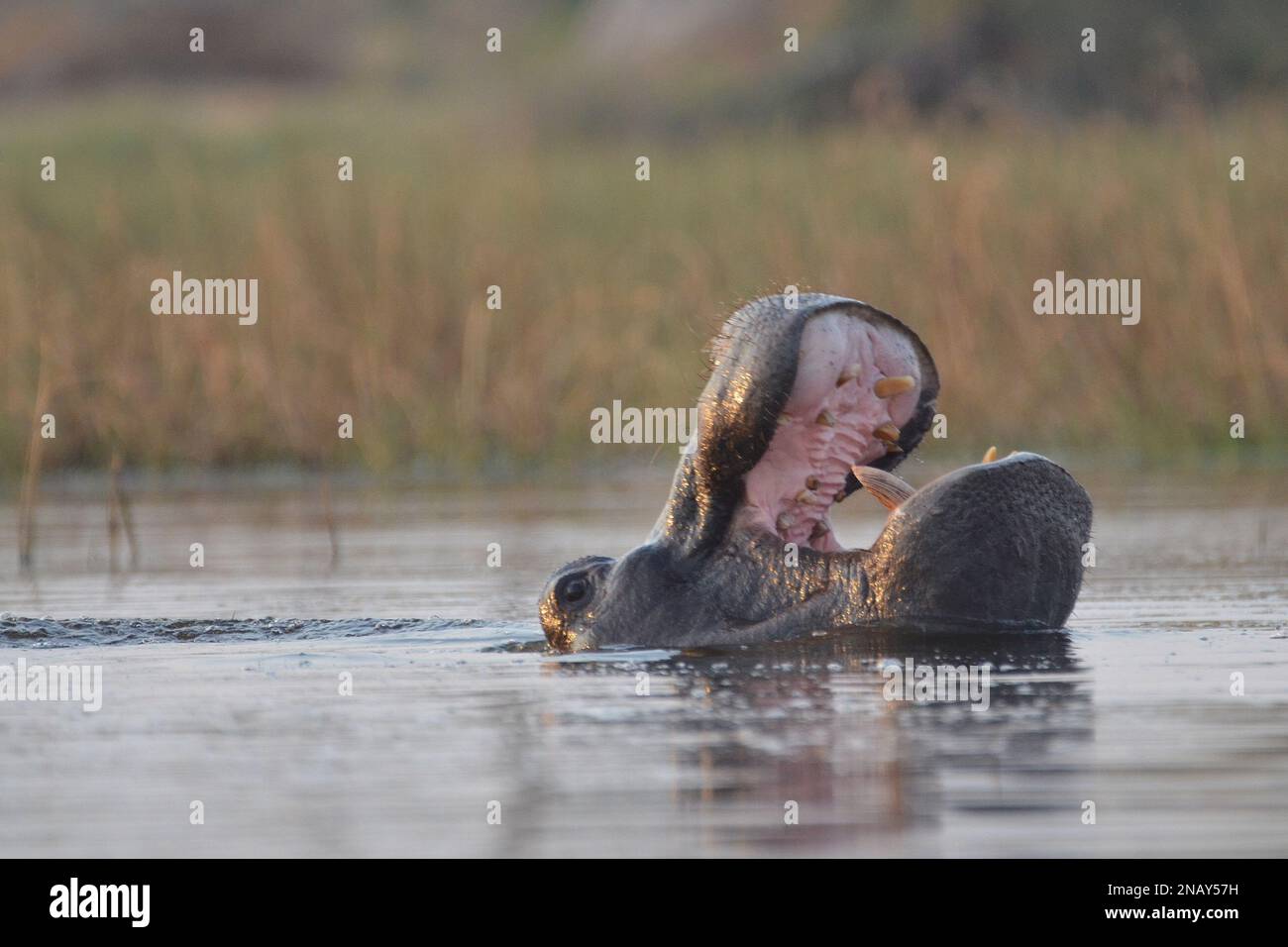 Hippopotamus bâillant dans le delta de l'Okavango Banque D'Images