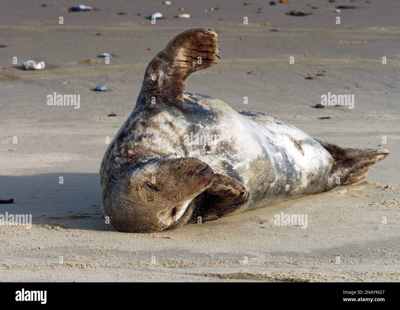 Le phoque gris (Halichoerus grypus) a été transporté et s'est posé à Horsey Beach, à Norfolk, au Royaume-Uni, en janvier 2023, pendant la saison de mue. Banque D'Images