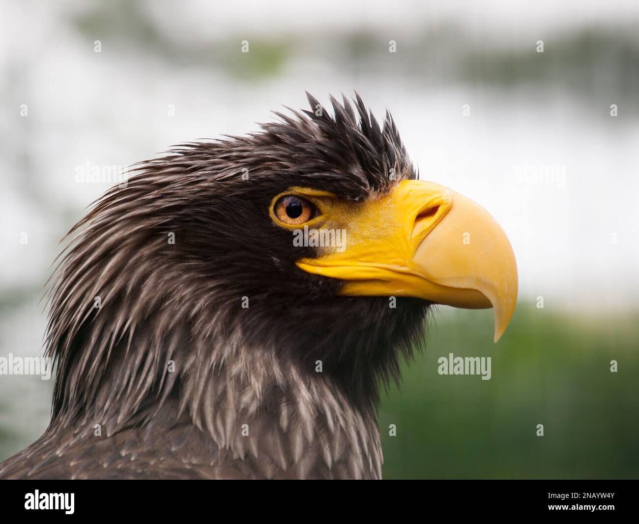 Portrait de l'aigle de mer de Stellers - Haliaeetus pelagicus, l'un des plus grands aigles de mer et de poissons Banque D'Images