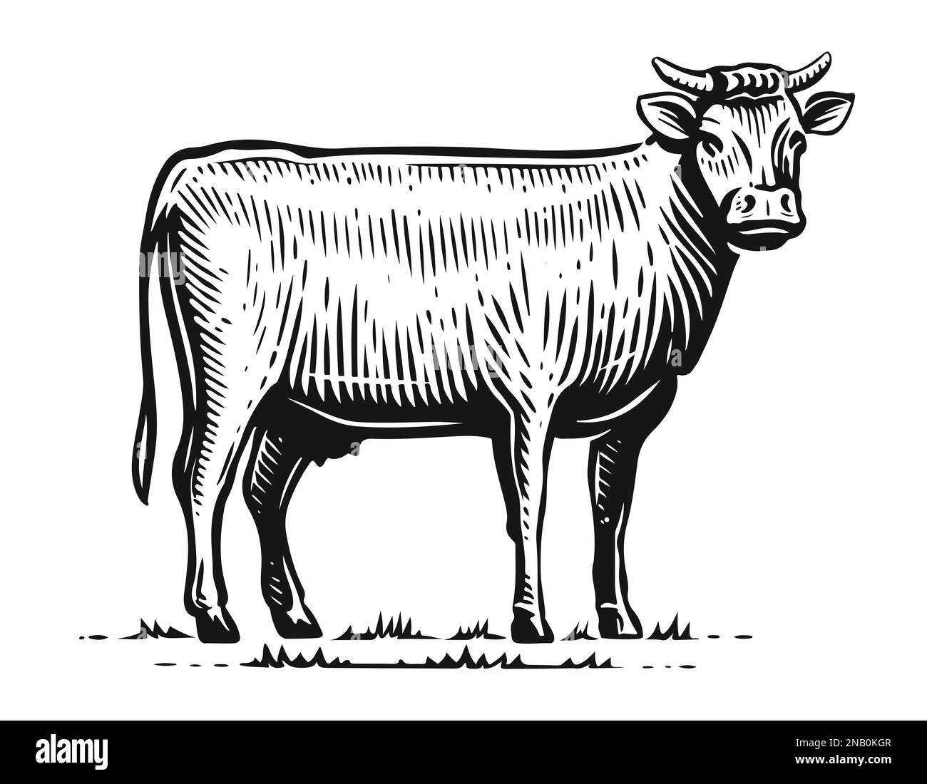 Vache laitière debout sur toute la longueur, vue latérale en style esquisse. Illustration vintage dessinée à la main. Animal de ferme isolé Banque D'Images