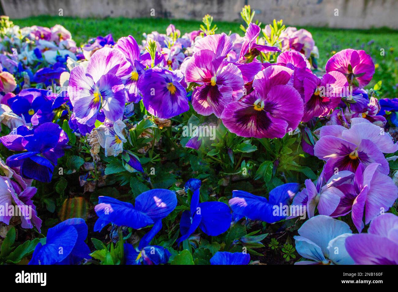 Viola tricolor dans la ville polonaise de Wroclaw en fleurs à 24 avril Banque D'Images
