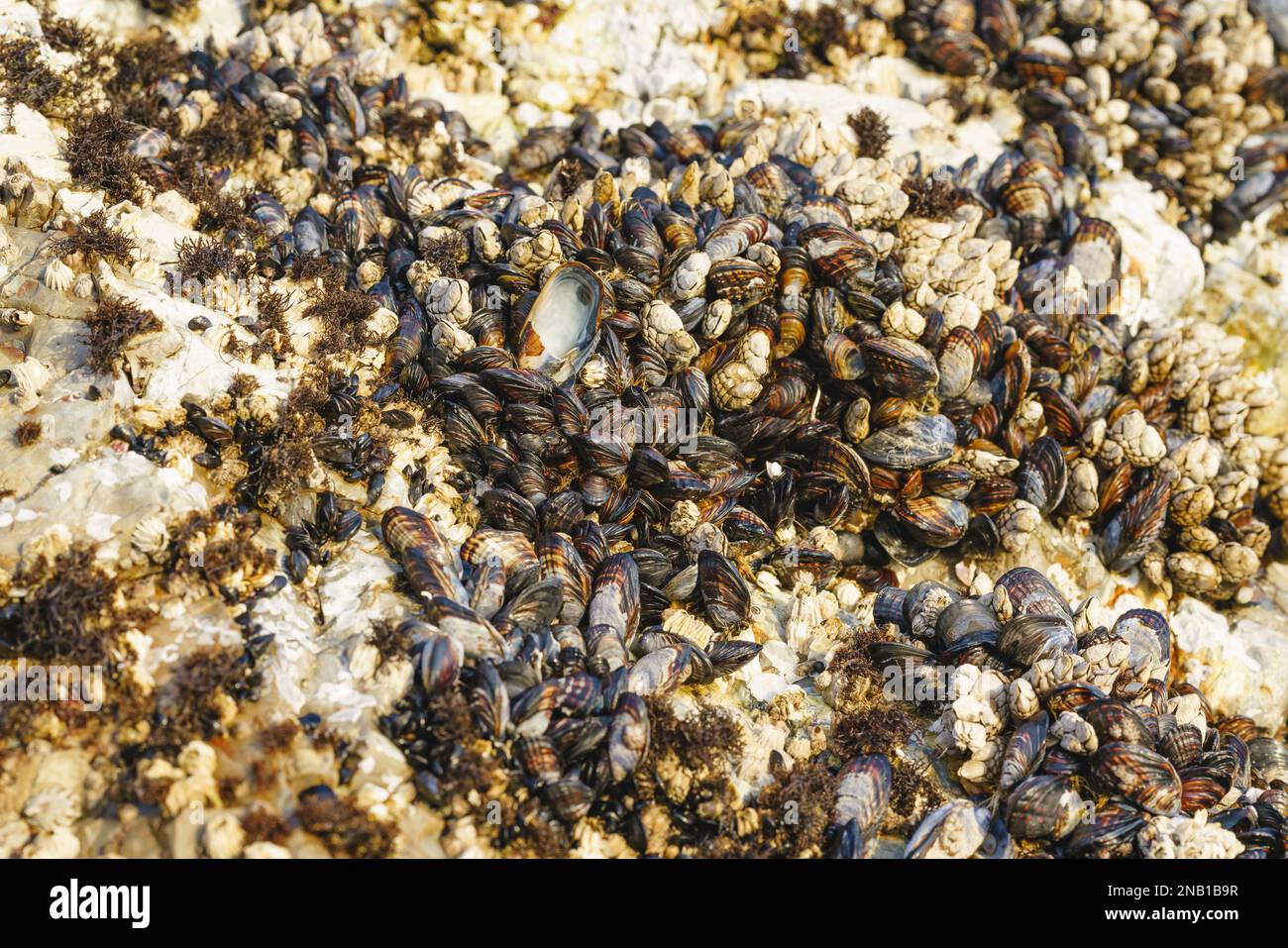 Les barnacles d'oie, ou barnacles à tiges ou barnacles à col de cygne, sont des crustacés qui alimentent les roches à Avila Beach, en Californie Banque D'Images