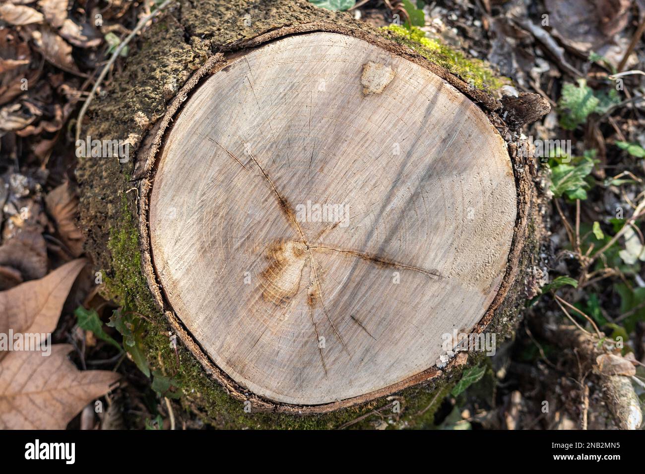 Couper le tronc de l'arbre avec des coupes circulaires. Couleurs d'hiver orange. Beaucoup de ve Banque D'Images