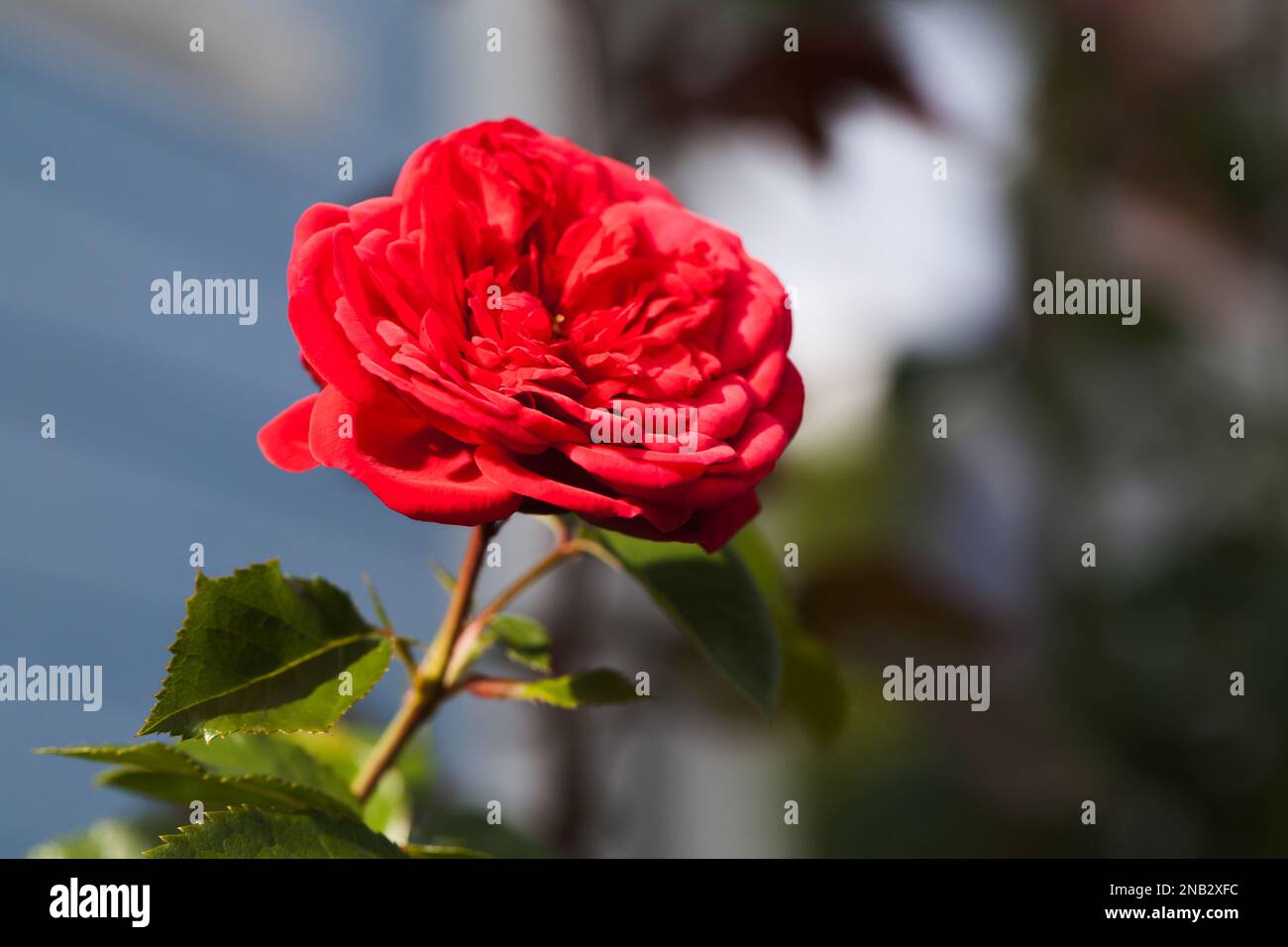 La fleur de rose écarlate pousse dans un jardin d'été par une journée ensoleillée. Gros plan avec mise au point douce sélective Banque D'Images La fleur de rose écarlate pousse dans un jardin d'été par une journée ensoleillée. Gros plan avec mise au point douce sélective Banque D'Images