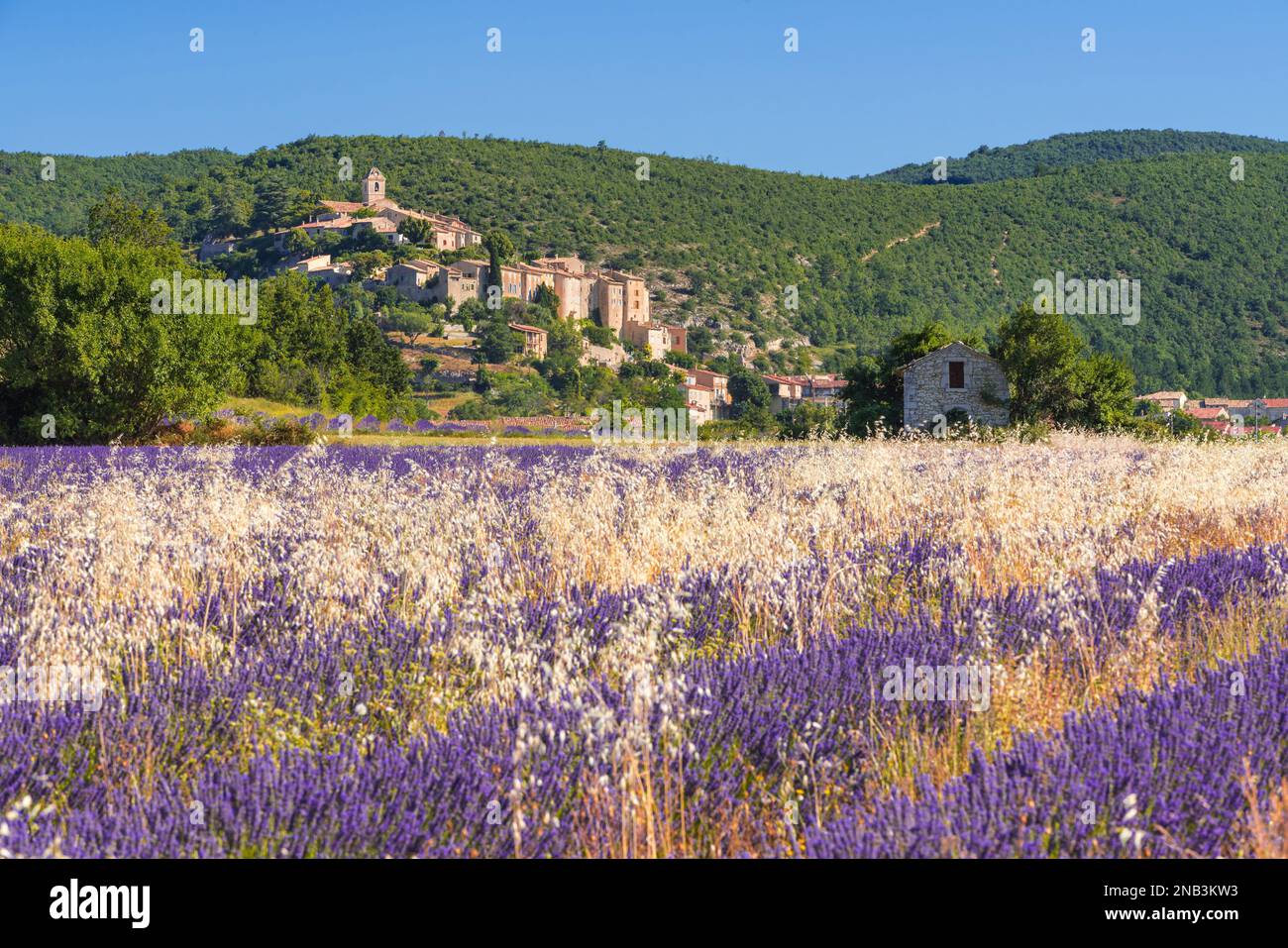 Le village de Banon en Provence avec champs de lavande. Alpes-de-haute-Provence, France Banque D'Images