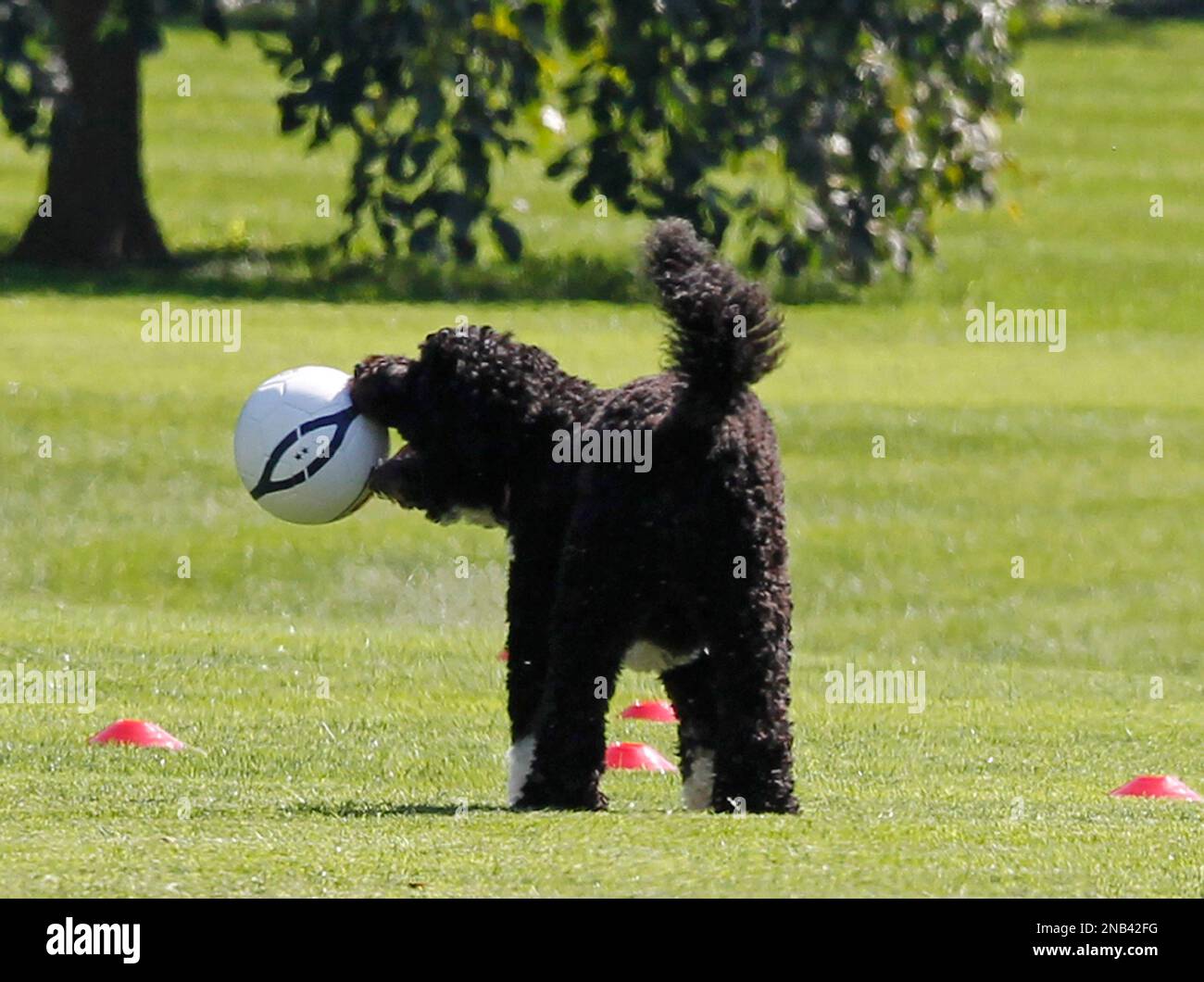Bo, the Obama family dog, holds a soccer ball of the South Lawn of the White House in Washington, Thursday, Oct. 6, 2011, as is was set up for a sports clinic for area children. (AP Photo/Charles Dharapak) Banque D'Images