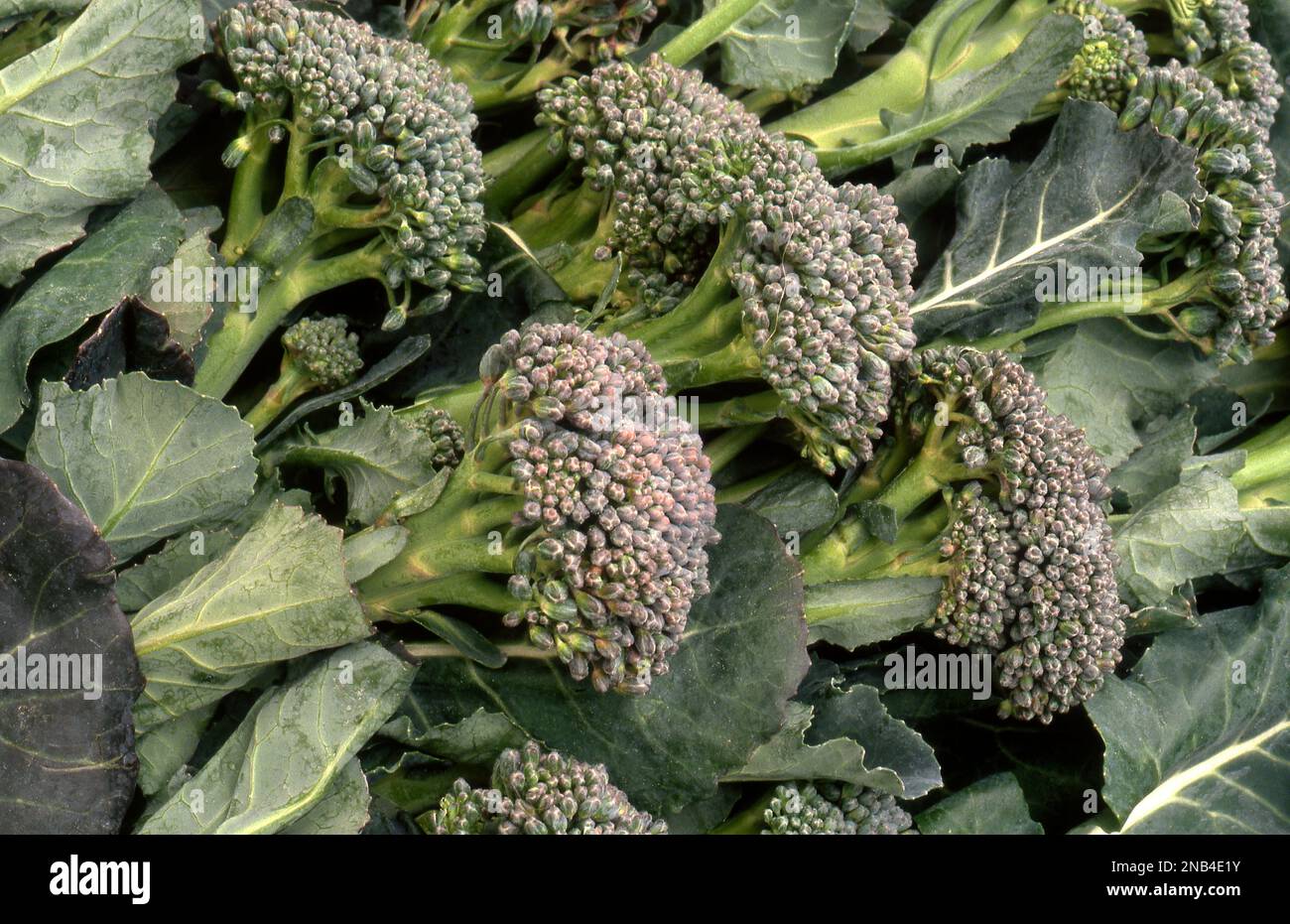 BROCCOLINI FRAÎCHEMENT RÉCOLTÉ UN HYBRIDE DE BROCOLI ET DE CHOU CHINOIS. Banque D'Images