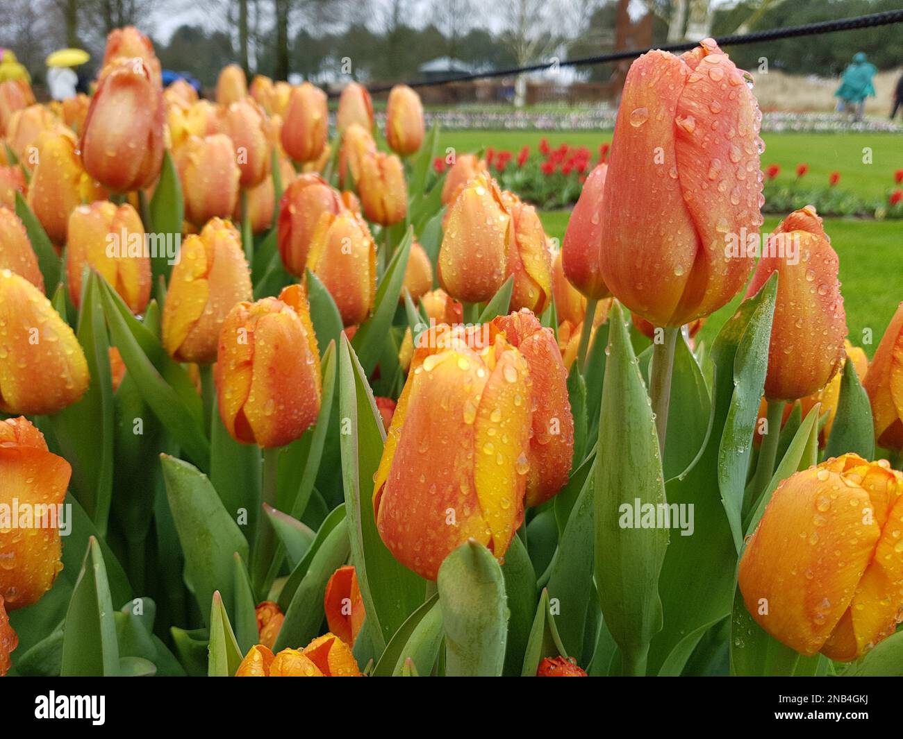 Un gros plan de tulipes orange avec des gouttes d'eau sur elles au parc  Keukenhof à Amsterdam, pays-Bas Photo Stock - Alamy