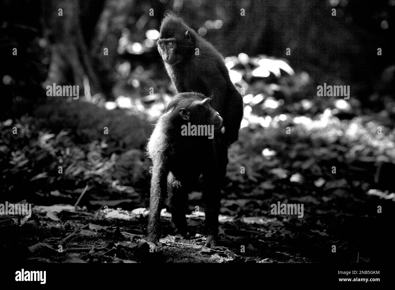 Un jeune macaque à cragoût noir de Sulawesi (Macaca nigra) saute sur le dos d'un autre individu alors qu'ils ont une activité sociale dans la réserve naturelle de Tangkoko, au nord de Sulawesi, en Indonésie. Banque D'Images