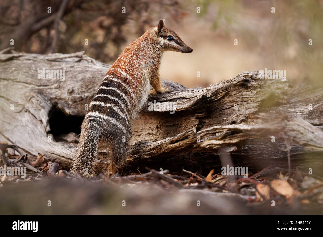 Numbat - Myrmecobius fasciatus aussi noombat ou walpurti, insectivore diurnal marsupial, le régime alimentaire se compose presque exclusivement de termites. Petite tani mignonne Banque D'Images