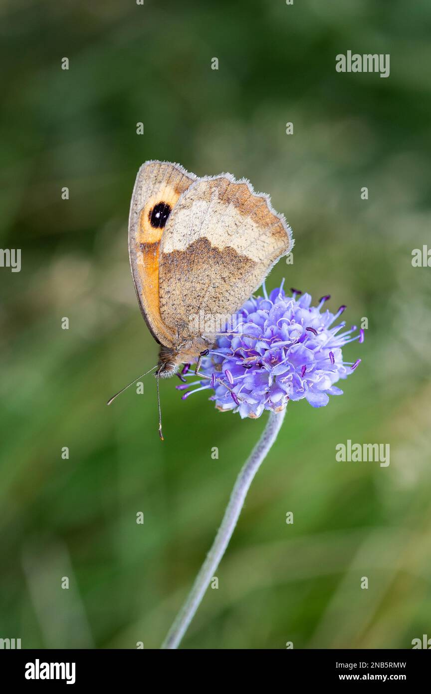 Papillon brun Prairie perché sur Devil's-bit Scabious Banque D'Images