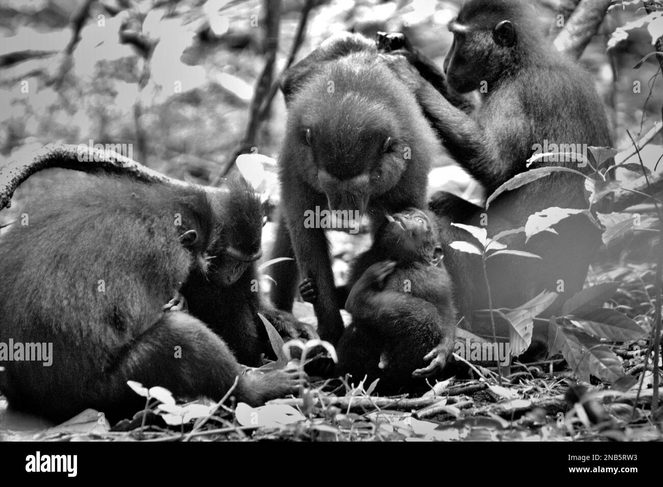 Un groupe de macaques à cragoût noir (Macaca nigra) de Sulawesi a une activité sociale dans la réserve naturelle de Tangkoko, au nord de Sulawesi, en Indonésie. Banque D'Images