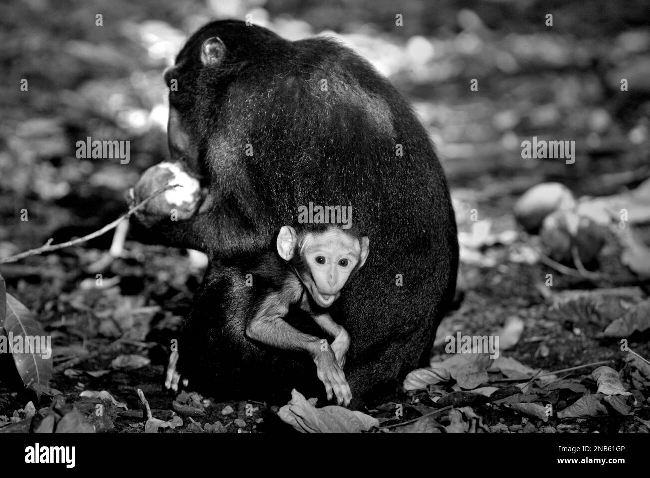 Un bébé de macaque à craché noir (Macaca nigra) de Sulawesi fixe à la caméra tandis que sa mère se nourrit d'un fruit dans la réserve naturelle de Tangkoko, au nord de Sulawesi, en Indonésie. Cette espèce primate mange plus de fruits dans la saison des pluies que dans la saison sèche, Mais « les changements liés aux saisons affecteront indirectement la possibilité que Macaca nigra soit infecté par des endoparasites », a écrit une équipe de scientifiques dirigée par Sitti Aisyah May Wulandari (Programme de Biosciences animales, Département de biologie, Faculté de mathématiques et des sciences naturelles, Université IPB, Bogor, Indonésie) dans leur article de 2022. Banque D'Images Un bébé de macaque à craché noir (Macaca nigra) de Sulawesi fixe à la caméra tandis que sa mère se nourrit d'un fruit dans la réserve naturelle de Tangkoko, au nord de Sulawesi, en Indonésie. Cette espèce primate mange plus de fruits dans la saison des pluies que dans la saison sèche, Mais « les changements liés aux saisons affecteront indirectement la possibilité que Macaca nigra soit infecté par des endoparasites », a écrit une équipe de scientifiques dirigée par Sitti Aisyah May Wulandari (Programme de Biosciences animales, Département de biologie, Faculté de mathématiques et des sciences naturelles, Université IPB, Bogor, Indonésie) dans leur article de 2022. Banque D'Images