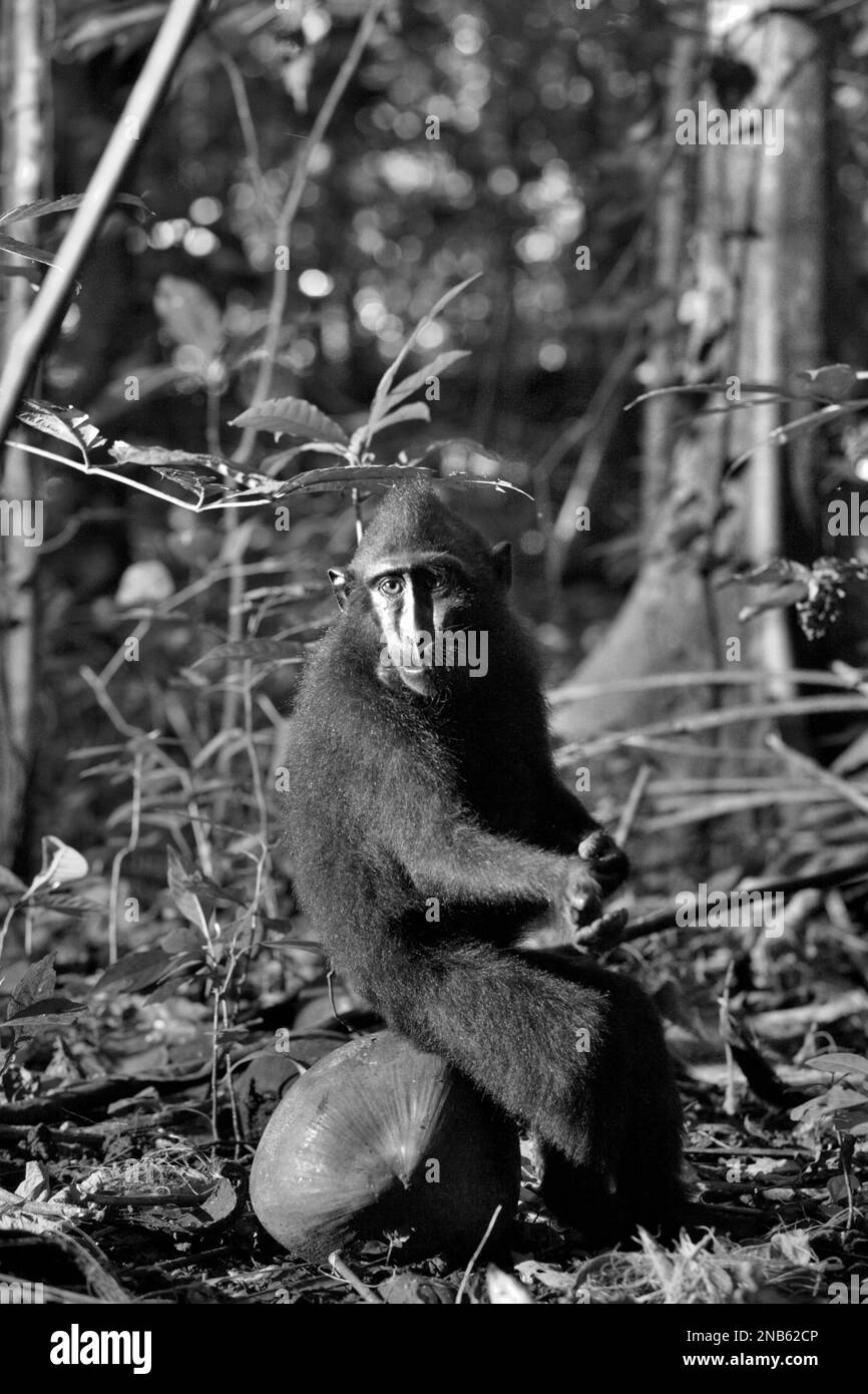 Portrait d'un jeune macaque Sulawesi à crête noire (Macaca nigra) assis sur un fruit de la noix de coco dans la réserve naturelle de Tangkoko, au nord de Sulawesi, en Indonésie. Les effets du changement climatique sur les espèces endémiques peuvent être observés sur les changements de comportement et de disponibilité alimentaire, qui influent sur leur taux de survie. « Comme les humains, les primates surchauffent et se déshydratent par une activité physique continue par temps extrêmement chaud », selon un scientifique, Brogan M. Stewart, dans son rapport publié en 2021 sur la conversation. Banque D'Images