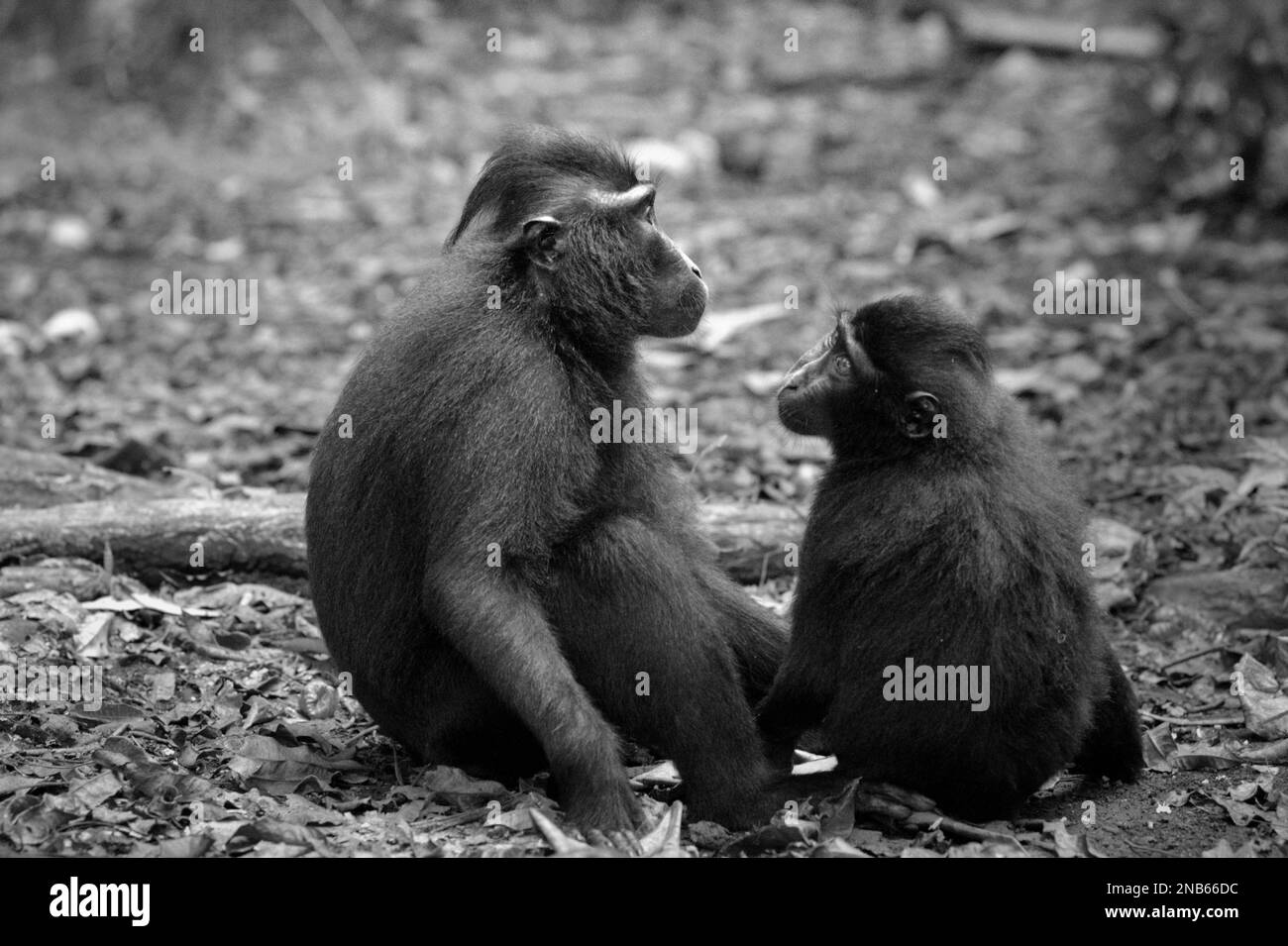 Une femelle adulte et un mineur de macaque à craché noir de Sulawesi (Macaca nigra) sont assis sur le terrain pendant l'activité sociale dans la réserve naturelle de Tangkoko, au nord de Sulawesi, en Indonésie. Banque D'Images