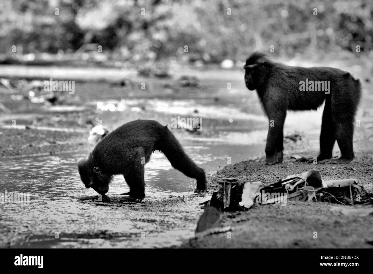 Un macaque Sulawesi à cragoût noir (Macaca nigra) est en train de boire à partir d'un ruisseau près d'une plage dans la réserve naturelle de Tangkoko, au nord de Sulawesi, en Indonésie. Les effets du changement climatique sur les espèces endémiques peuvent être observés sur les changements de comportement et de disponibilité alimentaire, qui influent sur leur taux de survie. « Comme les humains, les primates surchauffent et se déshydratent par une activité physique continue par temps extrêmement chaud », selon un scientifique, Brogan M. Stewart, dans son rapport publié en 2021 sur la conversation. Banque D'Images