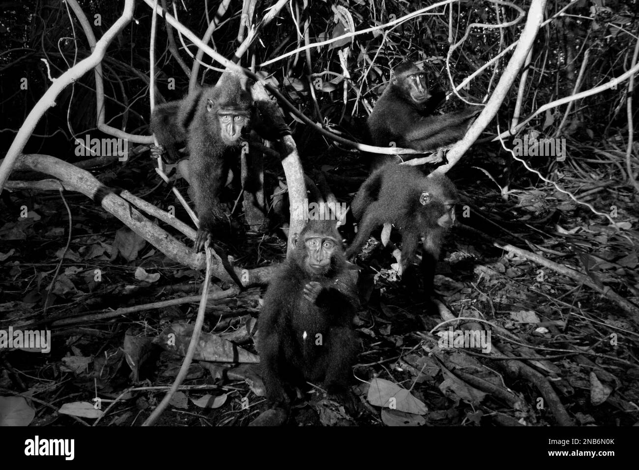 Les juvéniles de macaque à craché noir de Sulawesi (Macaca nigra) sont près d'une caméra car ils ont une activité sociale sur un liana dans la forêt tropicale des plaines de la réserve naturelle de Tangkoko, au nord de Sulawesi, en Indonésie. Les effets du changement climatique sur les espèces endémiques peuvent être observés sur les changements de comportement et de disponibilité alimentaire, qui influent sur leur taux de survie. « Comme les humains, les primates surchauffent et se déshydratent par une activité physique continue par temps extrêmement chaud », selon un scientifique, Brogan M. Stewart, dans son rapport publié en 2021 sur la conversation. Banque D'Images