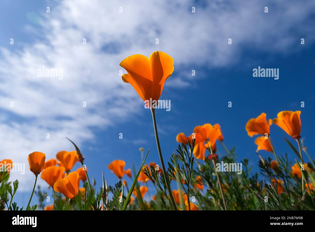 Lac Elsinore, Californie, États-Unis. 13th févr. 2023. Les coquelicots de Californie fleurissent à Walker Canyon, près du lac Elsinore. Afin d'éviter la foule lors des précédentes fleurs, les responsables ont annoncé que les champs de pavot populaires de Walker Canyon seront fermés jusqu'à ce que la fleur de fleurs sauvages soit retombée. (Credit image: © Ringo Chiu/ZUMA Press Wire) USAGE ÉDITORIAL SEULEMENT! Non destiné À un usage commercial ! Banque D'Images