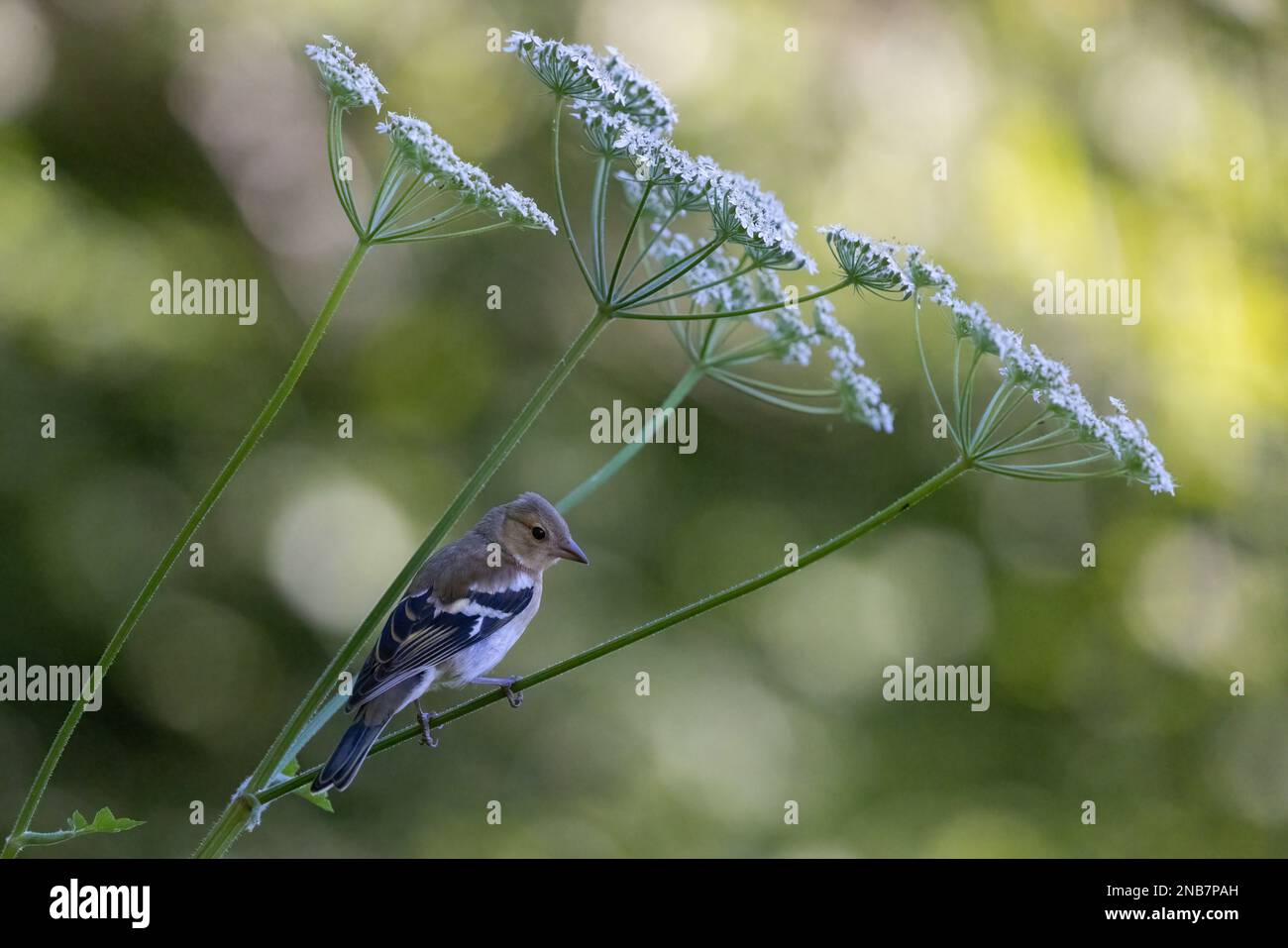 Chaffinch [ Fringilla coelebs ] Femme sur la tige du persil de vache Banque D'Images