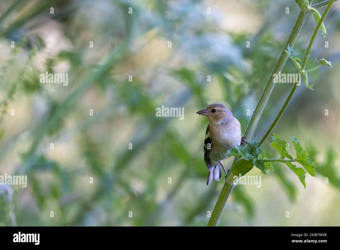 Chaffinch [ Fringilla coelebs ] Femme sur la tige du persil de vache Banque D'Images