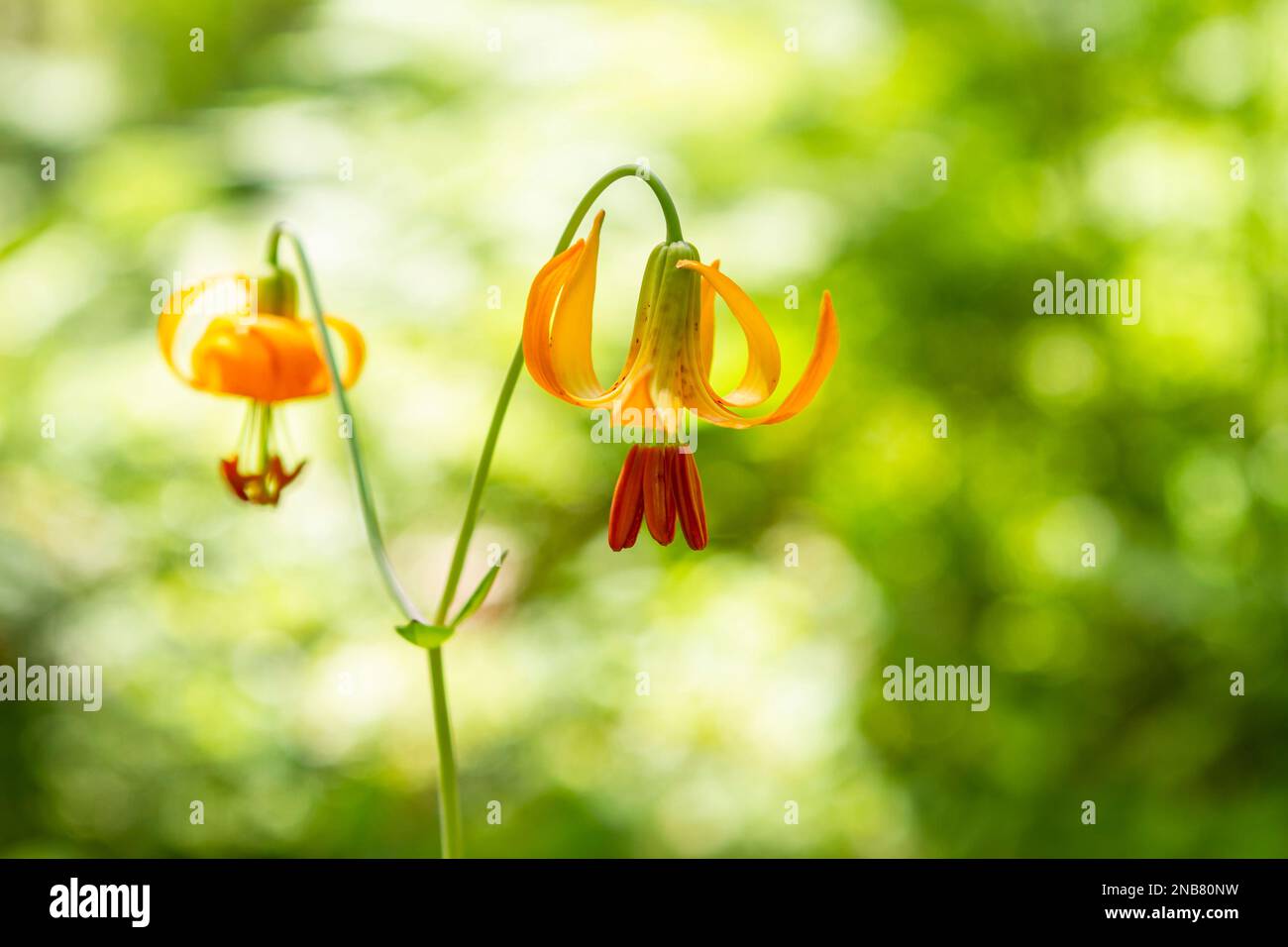Deux Lilies de tigre orange (Lilium columbianum), également connu sous le nom de Lily de Columbia, fleurissent dans une forêt ombragée avec un fond de boken vert vif. Banque D'Images