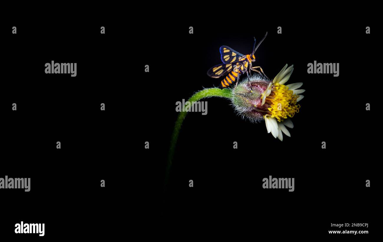 Papillon, papillon sur fleur jaune, arrière-plan noir isolé. Banque D'Images