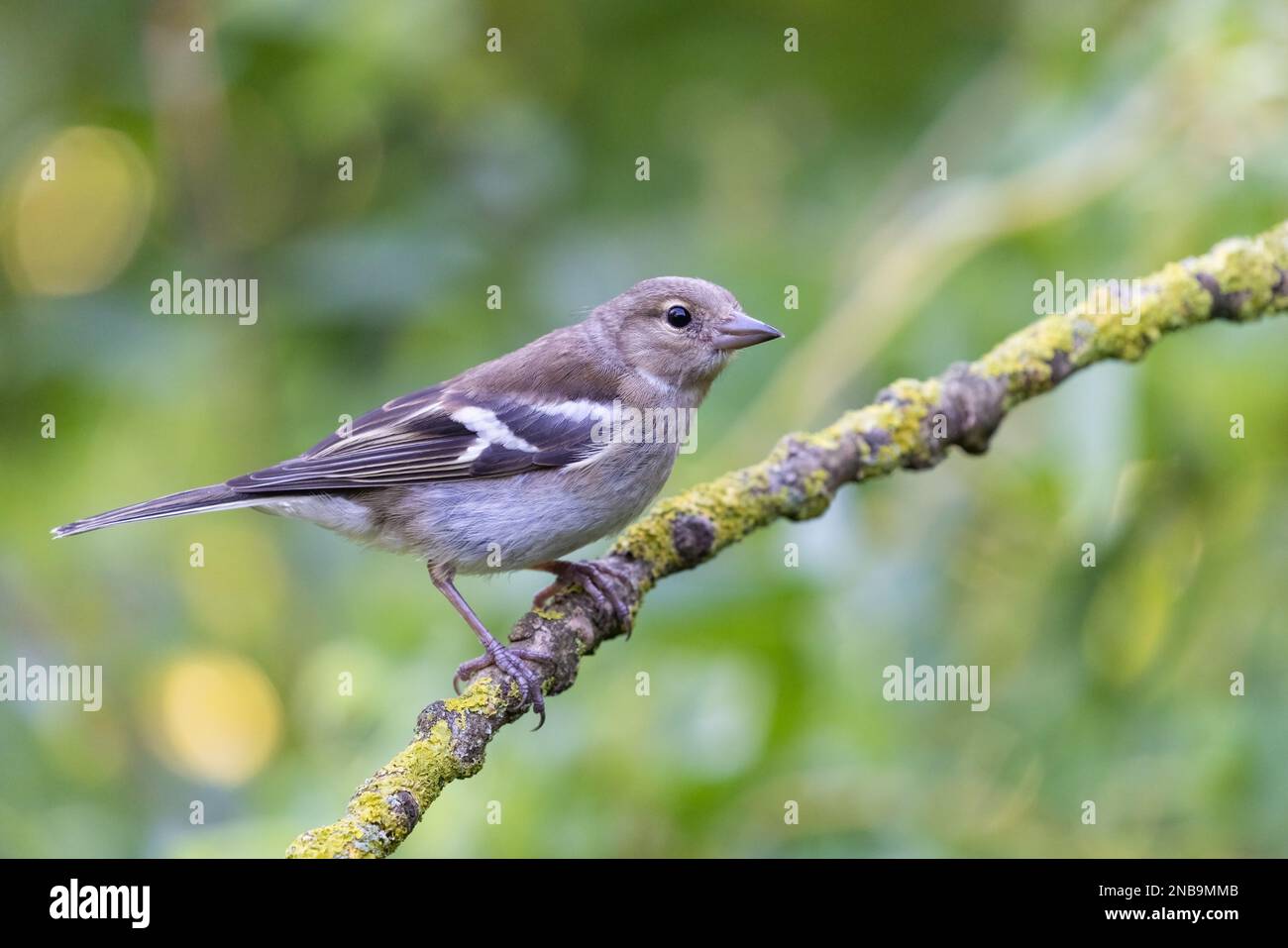 Chaffinch [ Fringilla coelebs ] oiseau femelle sur Lichen bâton couvert avec bokeh reflets en arrière-plan Banque D'Images