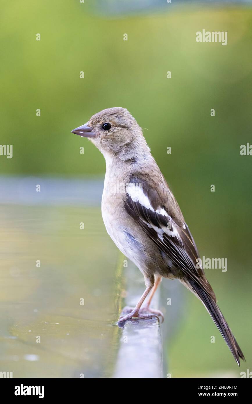 Chaffinch [ Fringilla coelebs ] oiseau féminin sur le bord de la piscine Banque D'Images