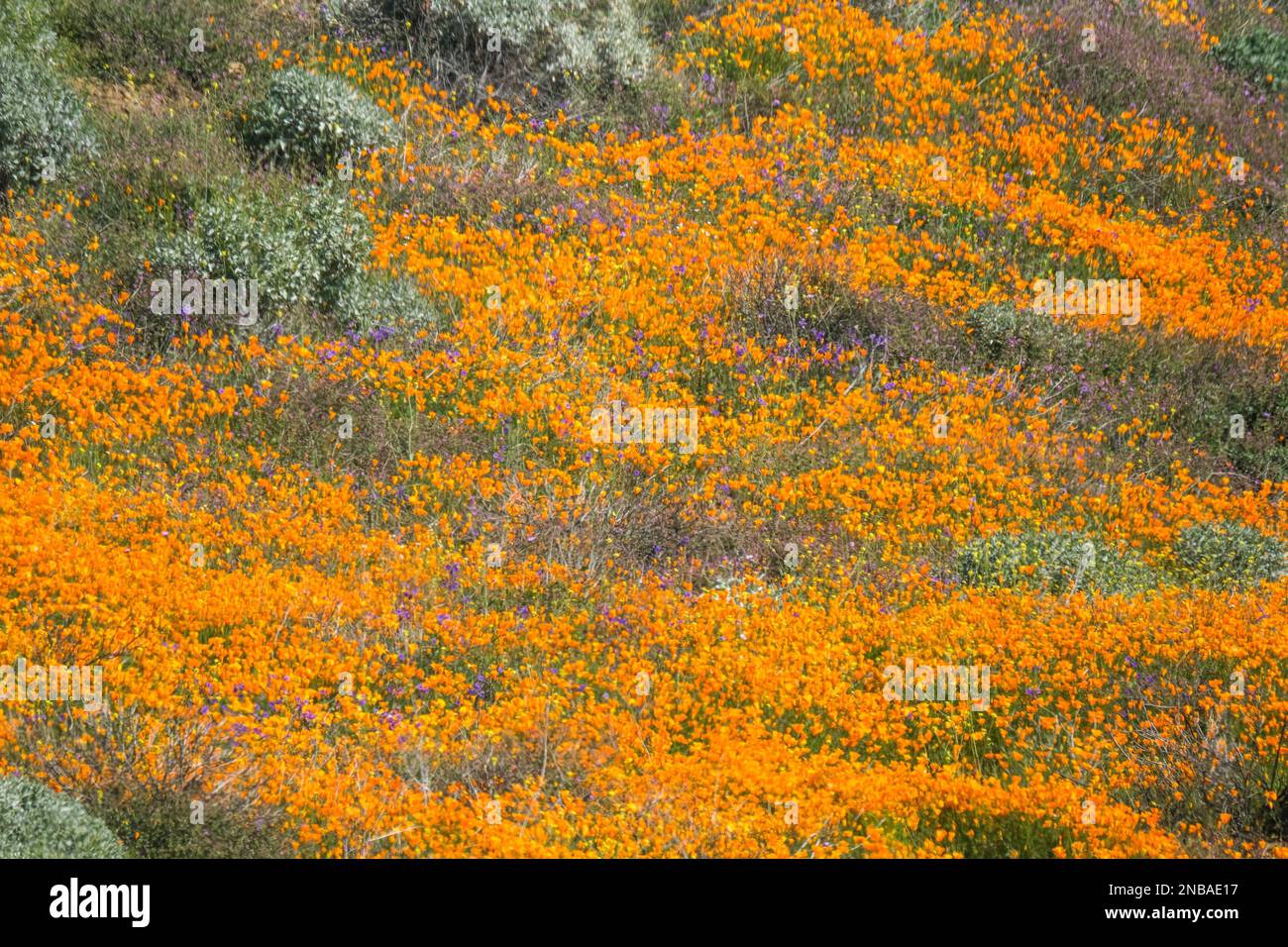 Les coquelicots de Californie fleurissent à Walker Canyon, dans le lac Elsinore. Les responsables du lac Elsinore ont annoncé que les champs de pavot populaires de Walker Canyon seront fermés jusqu'à ce que la floraison des fleurs sauvages soit terminée. (Photo de Ringo Chiu / SOPA Images/Sipa USA) Banque D'Images