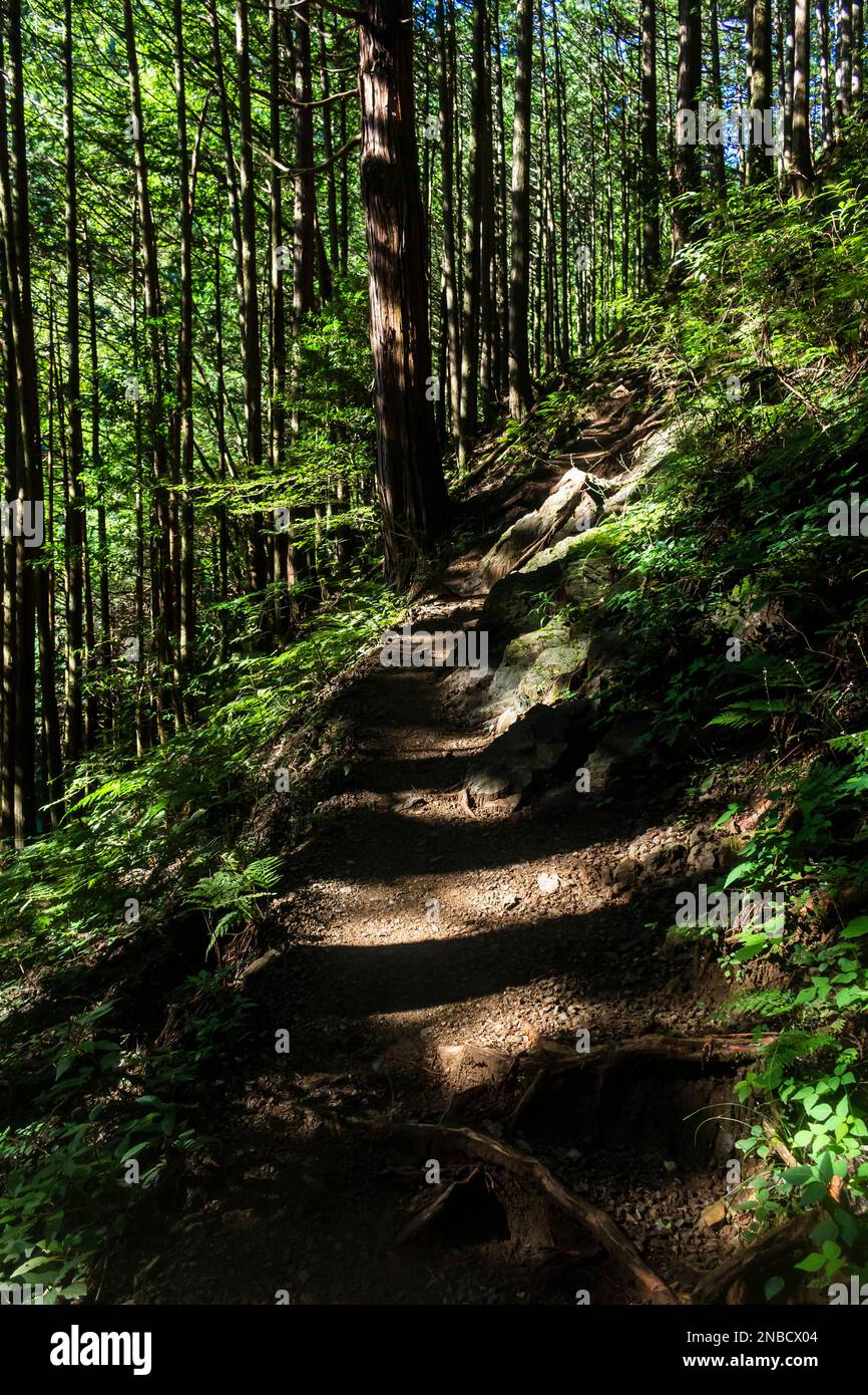 Sentier de montagne, forêt de cèdres, randonnée au mont Bounoore, montagnes d'Okutama et d'Okumushi, ville d'Hannou, province de Saitama, Japon, Asie de l'est, Asie Banque D'Images