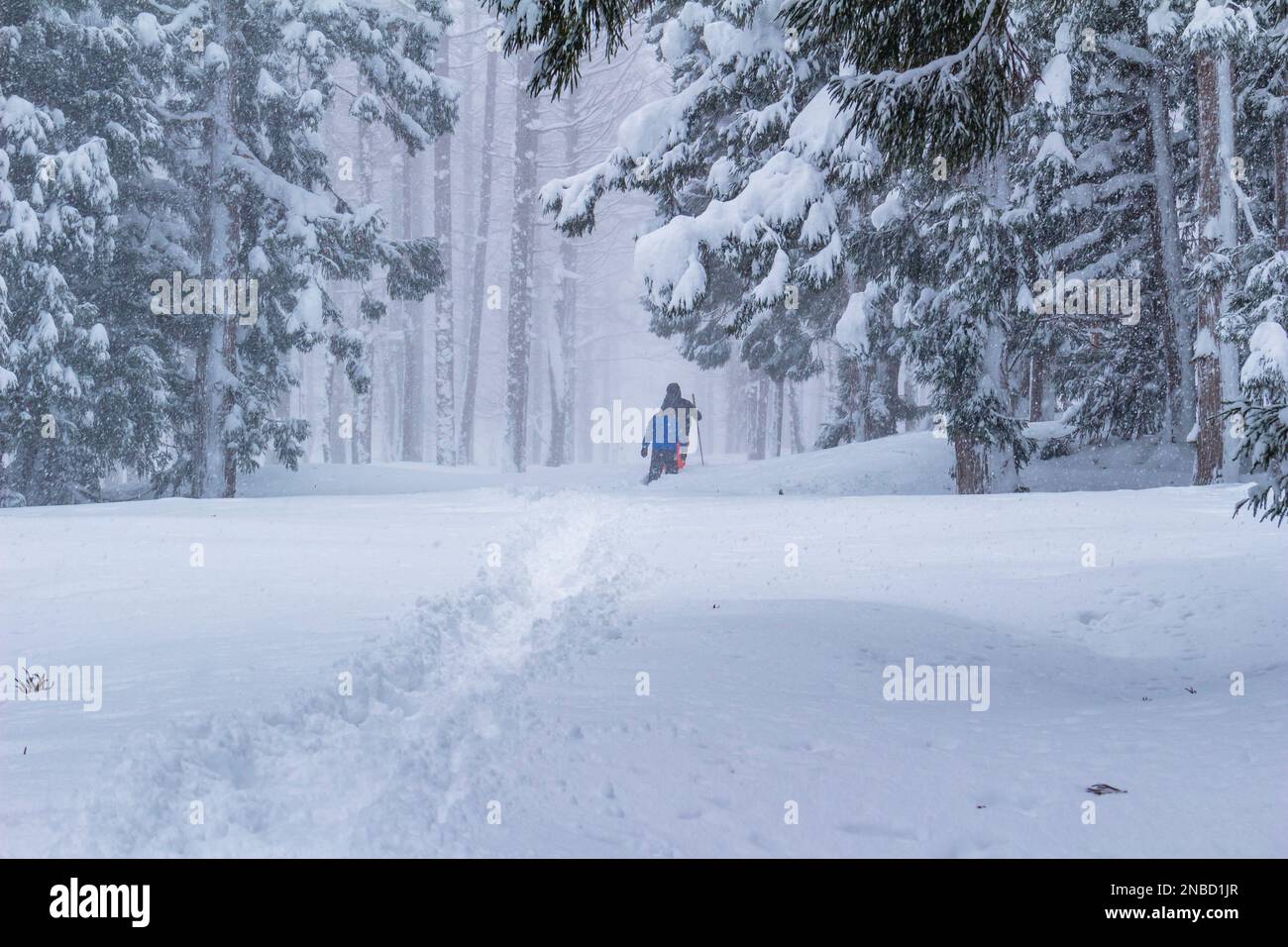 Excursion en raquettes en Kanjiki (raquettes japonaises traditionnelles), Hijiori Onsen, village d'Ohkura, Yamagata, Tohoku, Japon, Asie de l'est, Asie Banque D'Images