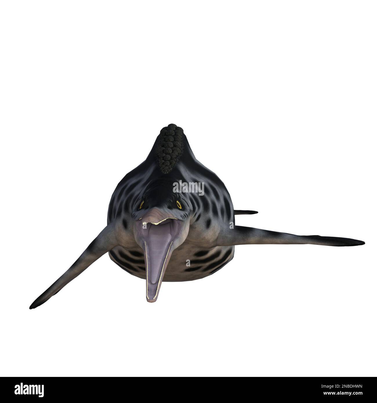 Hupehsuchus dinosaure isolé 3D rendu Banque D'Images