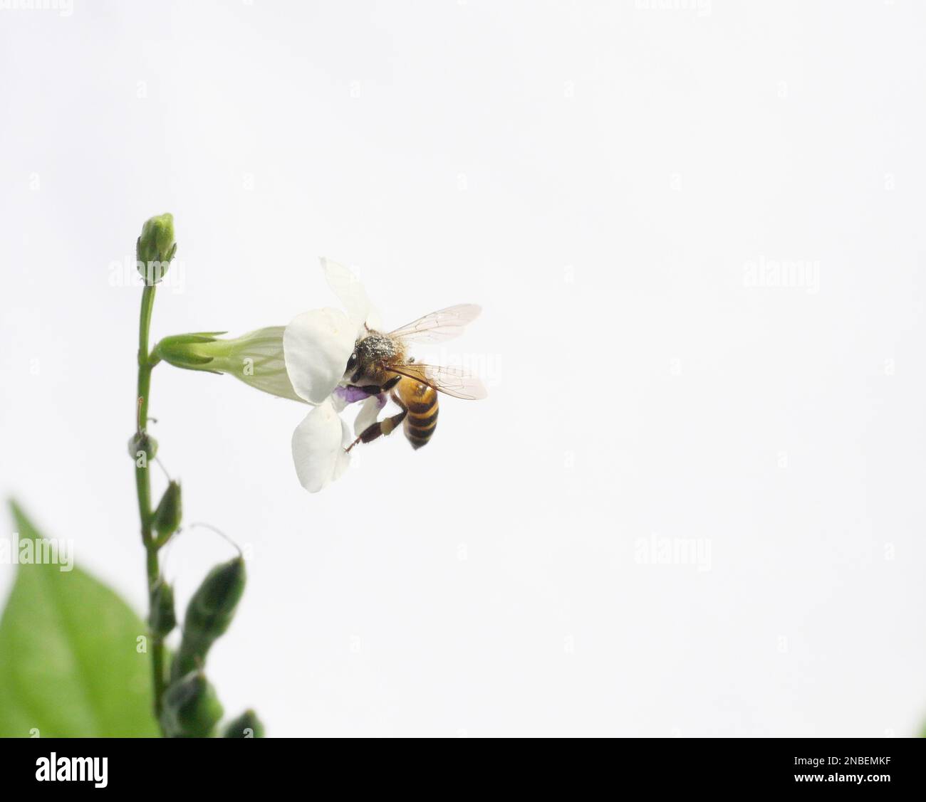 Abeille recherchant le nectar sur le violet chinois blanc ou coromandel ou le renfgant rampant ( Asystasia gangetica ) floraison dans le champ isolé sur blanc Banque D'Images Abeille recherchant le nectar sur le violet chinois blanc ou coromandel ou le renfgant rampant ( Asystasia gangetica ) floraison dans le champ isolé sur blanc Banque D'Images