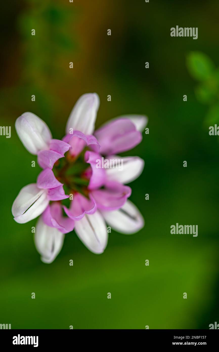 Securigera varia fleur en forêt, gros plan Banque D'Images